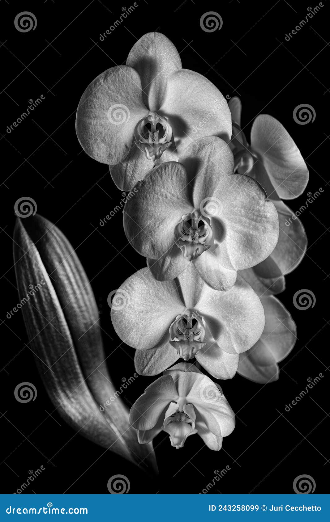 balck and white orchid