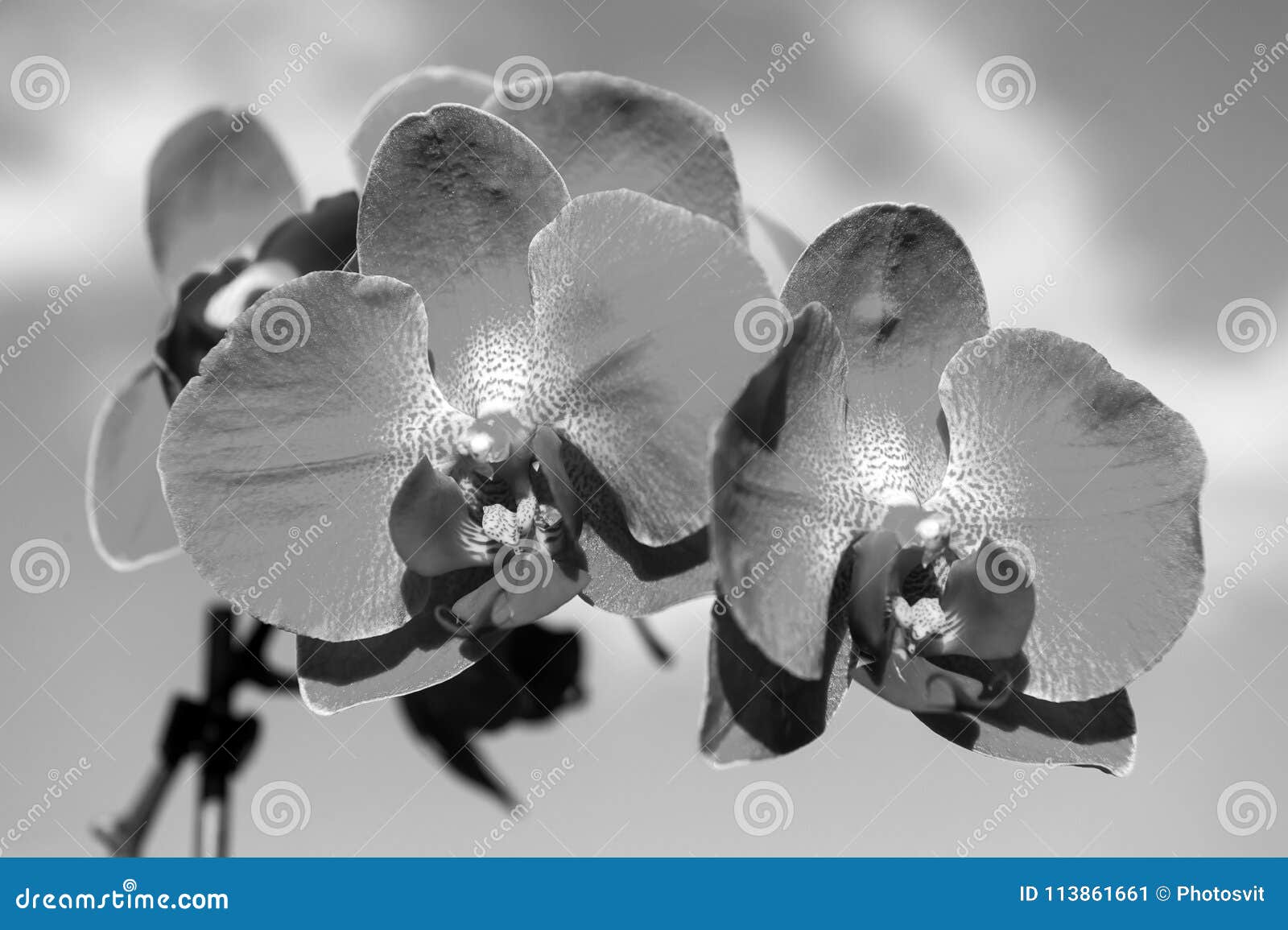 Orchid pink flower stock image. Image of closeup, delicate - 113861661