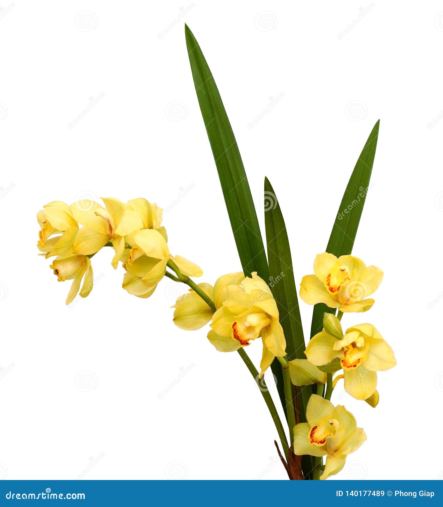 inflorescence of yellow orchids blooming  on white background with clipping path.