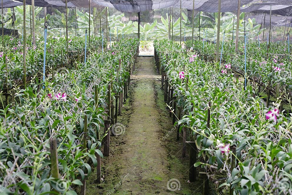 Orchid Plant Nursery stock photo. Image of leaf, nursery 19747208