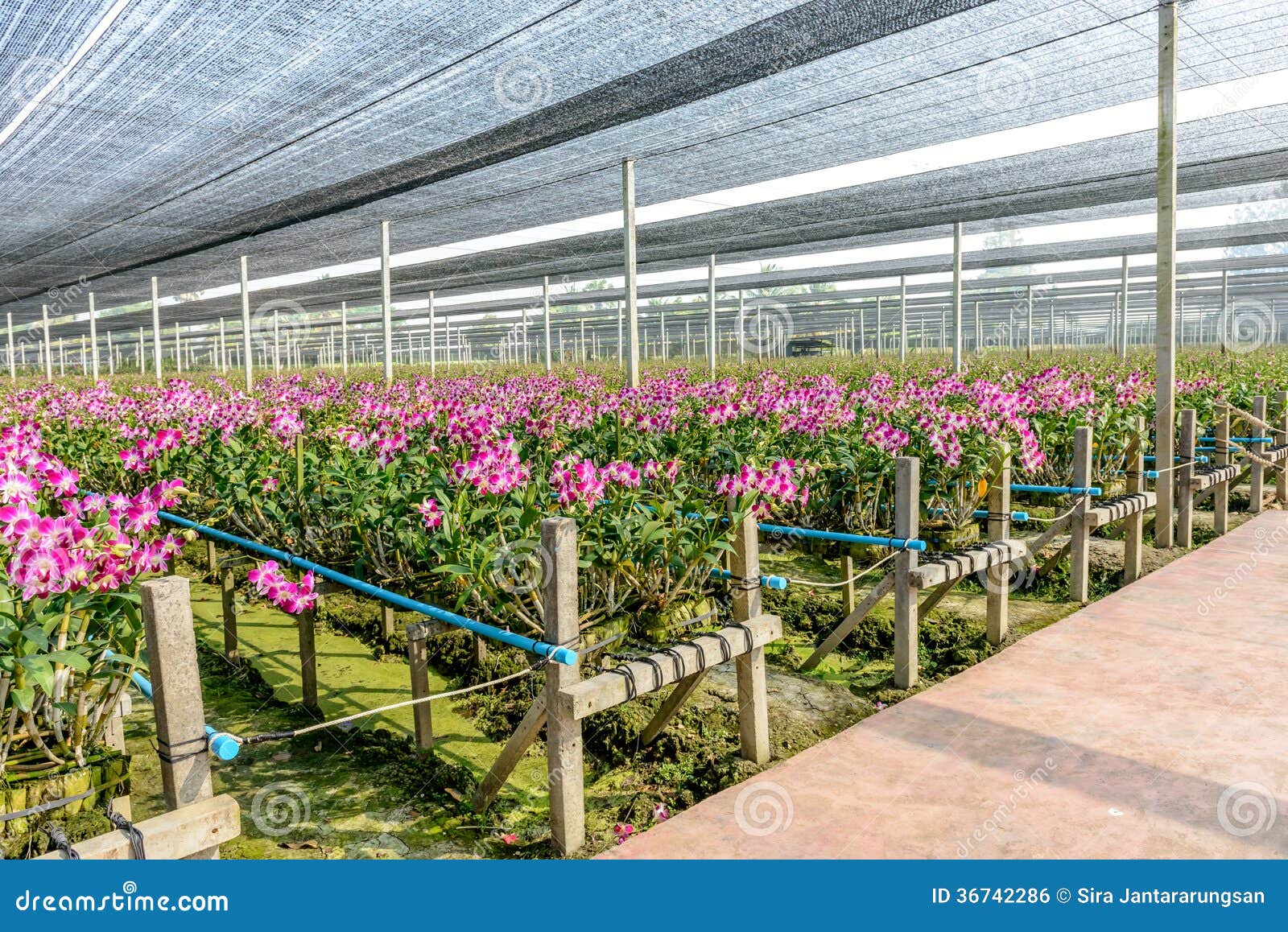 Orchid plant nursery stock photo. Image of greenery, business 36742286