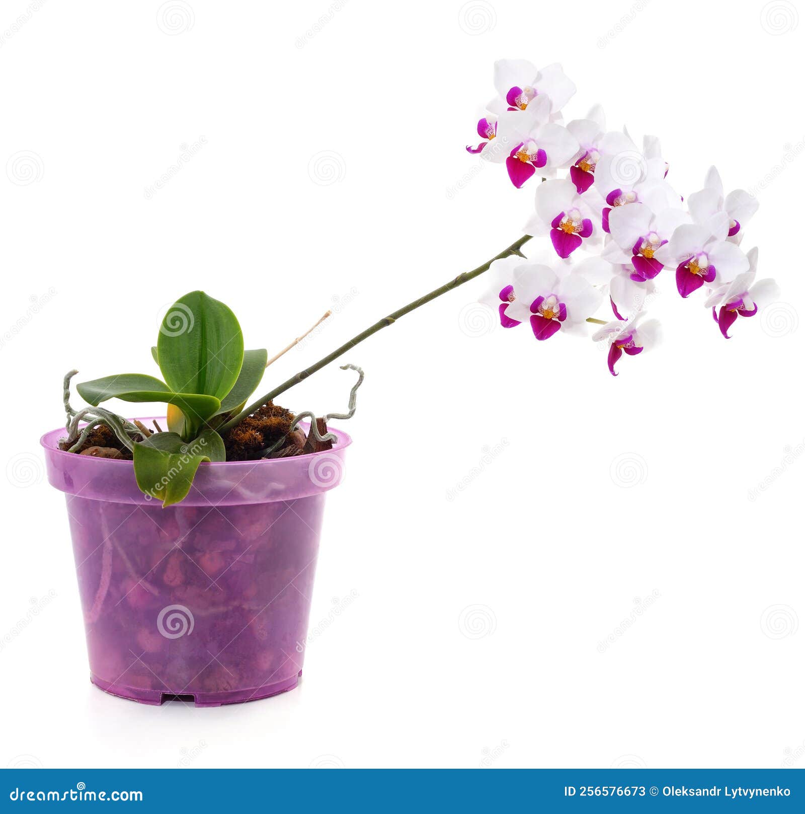 Orchid in a pot stock image. Image of east, love, isolated 256576673