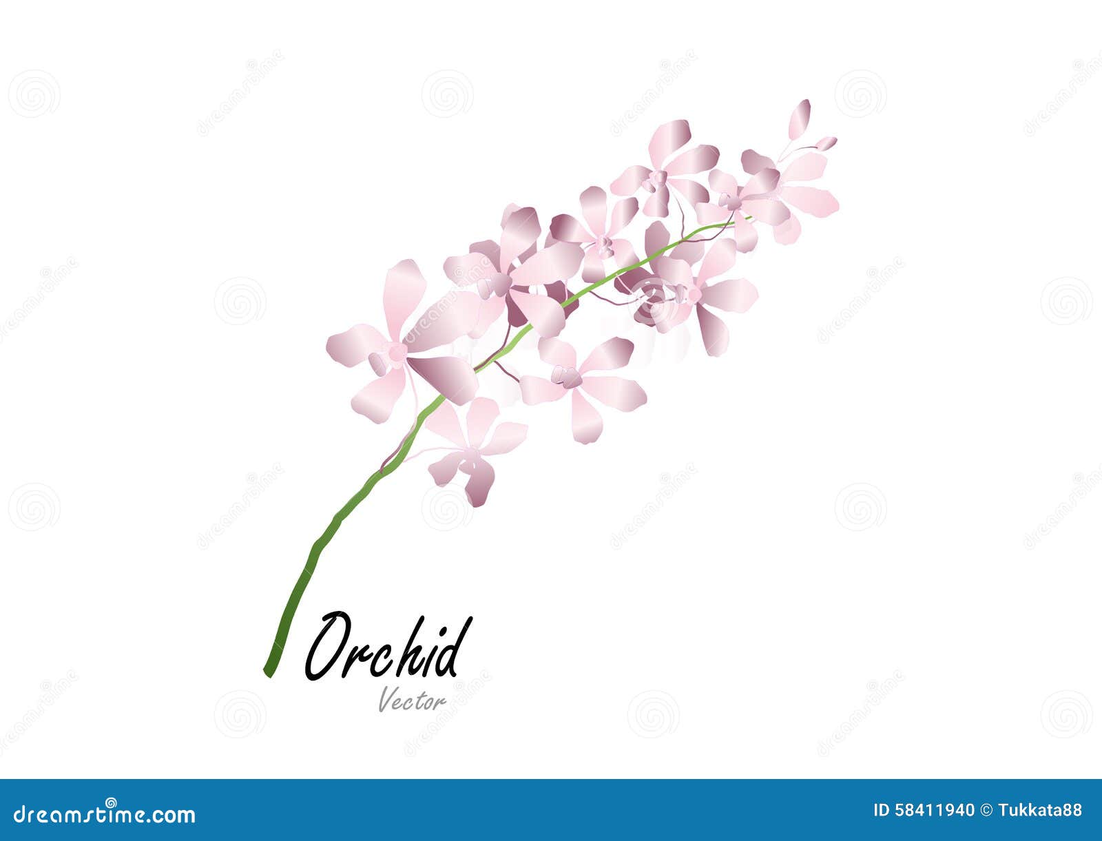 Orchid,purple Orchid On White Background,vector Illustration Stock