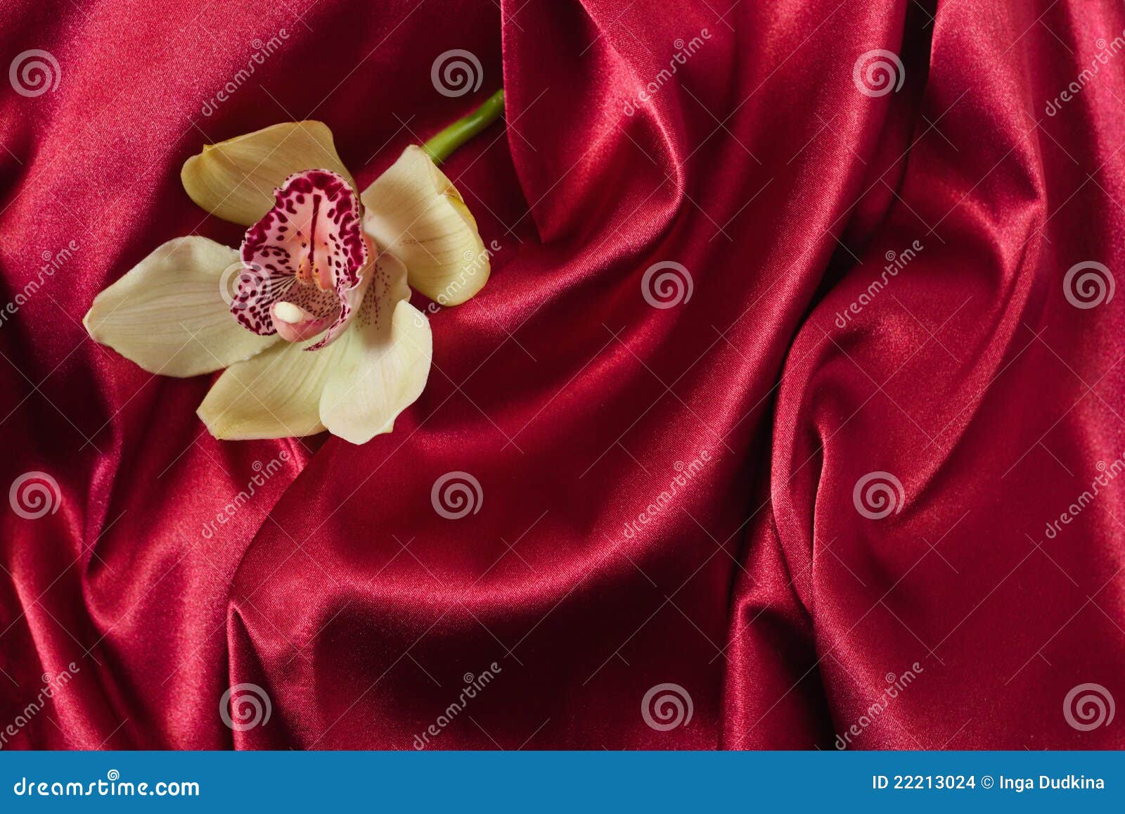 Orchid on red silk stock photo. Image of nature, romantic 22213024