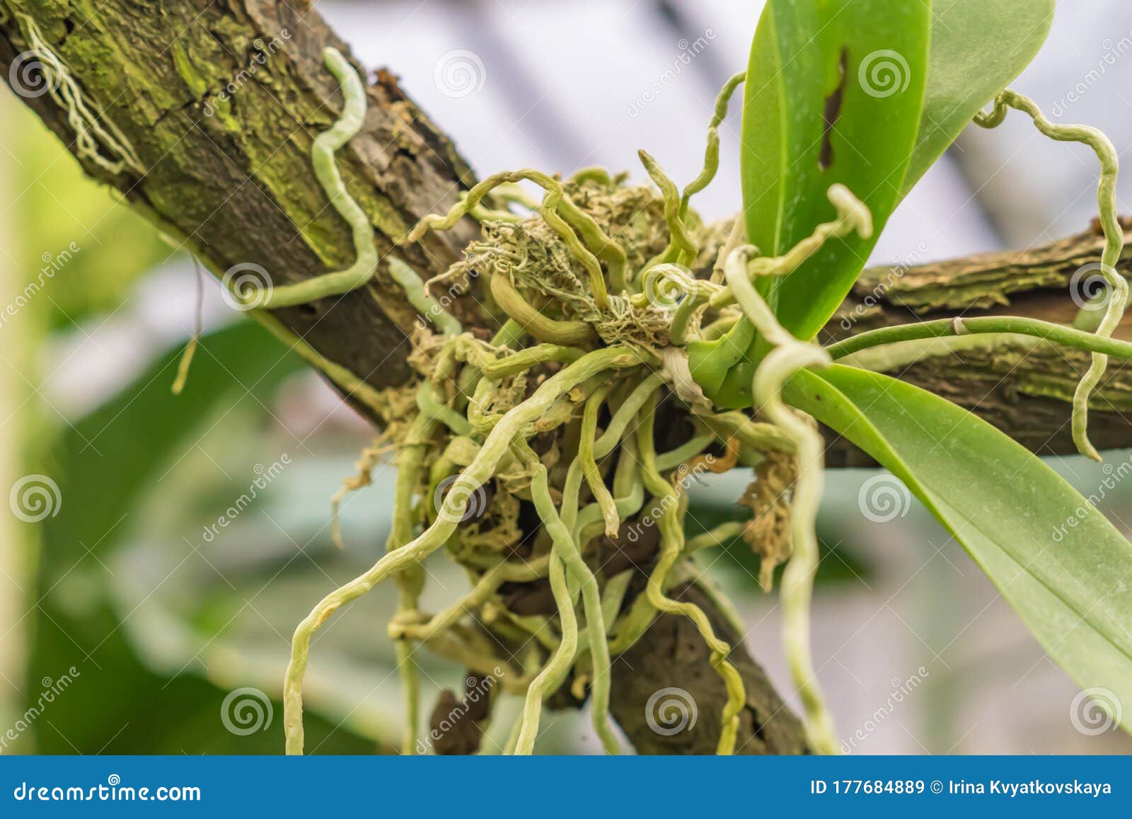 Orchid roots on tree stock image. Image of flora, environment 177684889