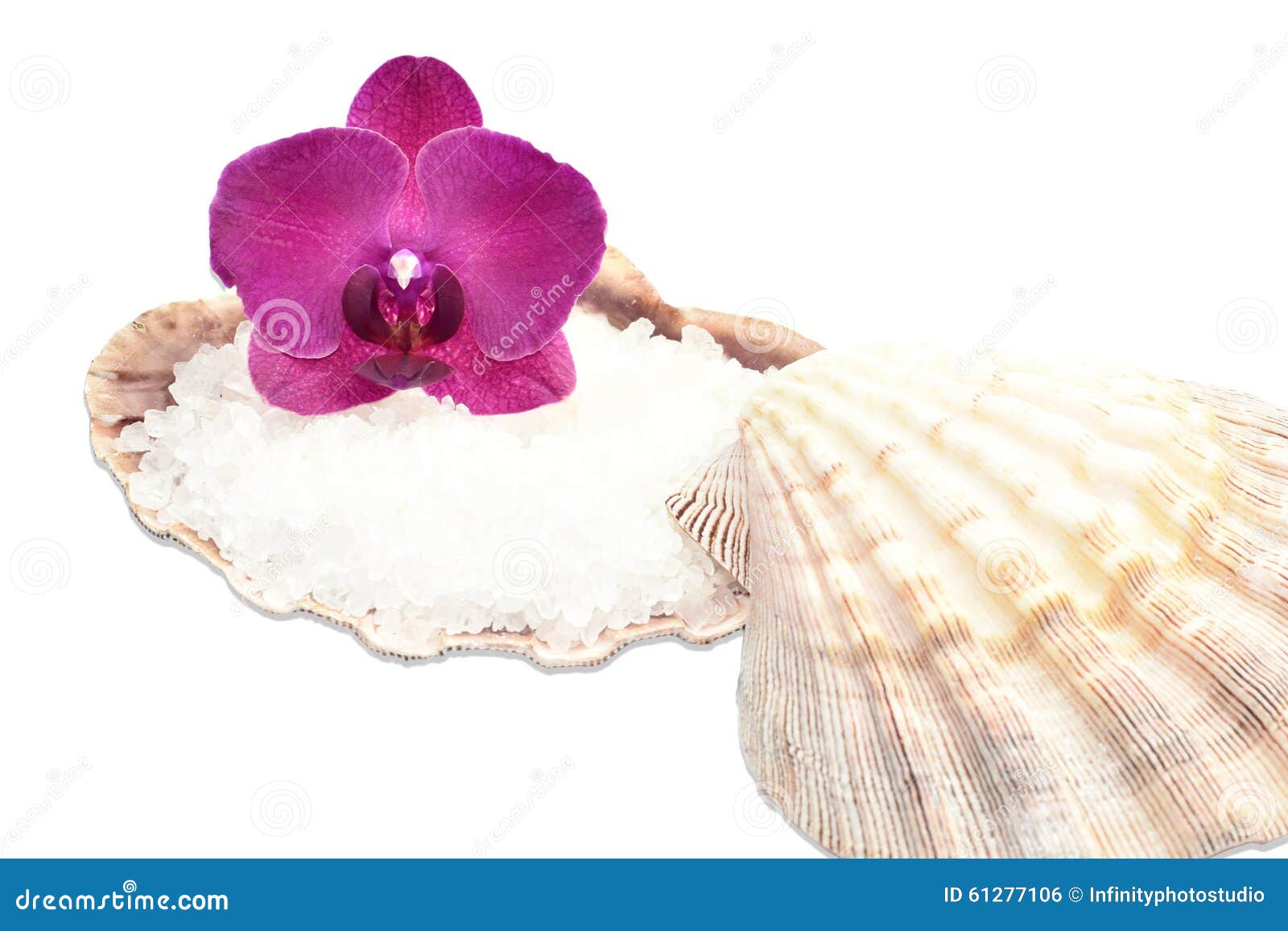 Orchid on a Seashell with Sea Salt Stock Photo Image of tropics