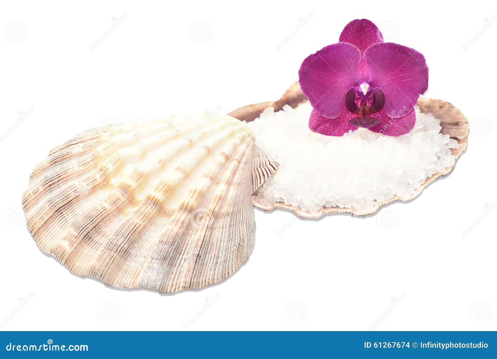 Orchid on a Seashell with Sea Salt Stock Photo Image of ostreoida