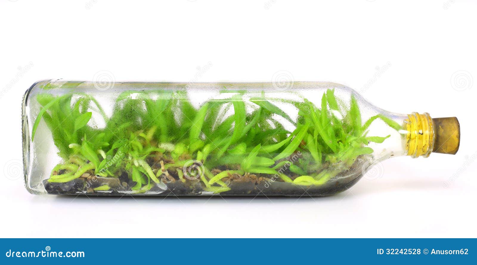 Orchid Seedlings In A Bottle Stock Photo Image Of Growing Science 32242528
