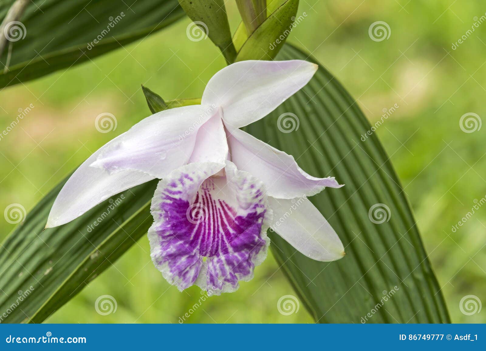 Sobralia Orchids Stock Photos - Free & Royalty-Free Stock Photos from  Dreamstime