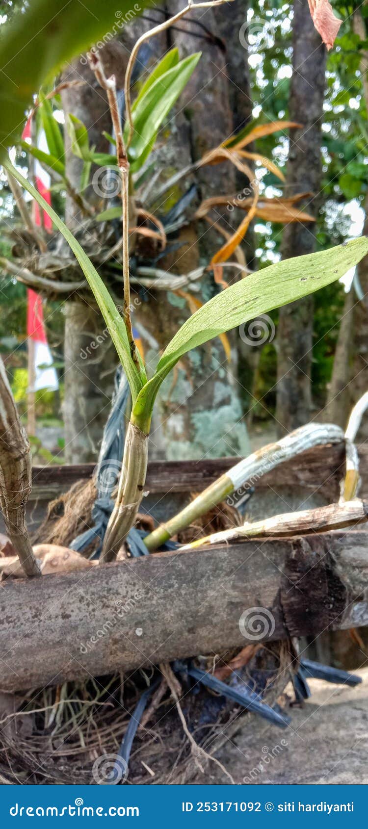 The Orchid is Sticks on the Coconut Coir and the Term of Tree. Stock