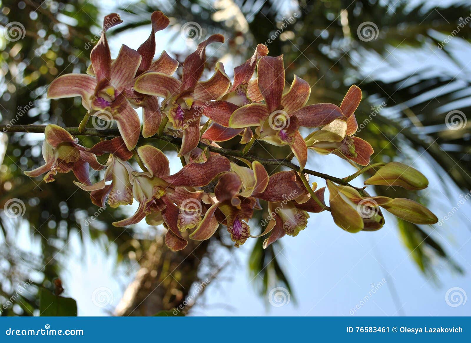 Orchid in Thailand stock image. Image of orchid, tropical 76583461