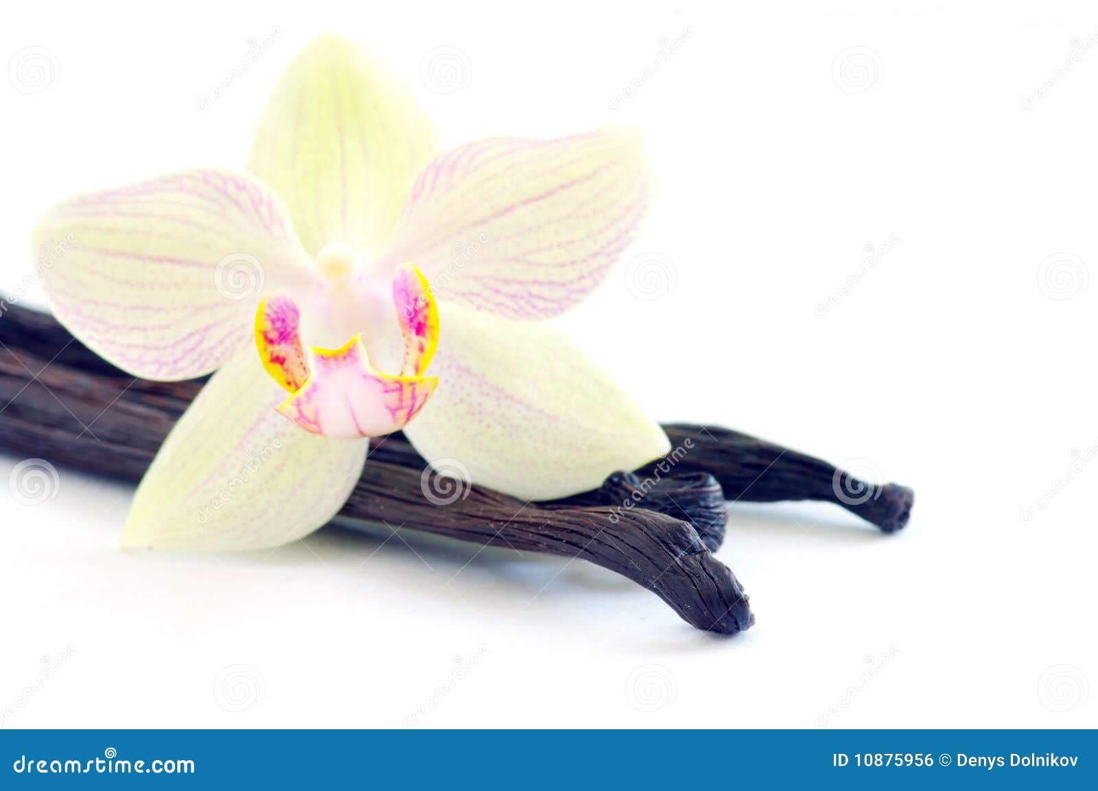 Orchid with vanilla beans stock photo. Image of flower 10875956