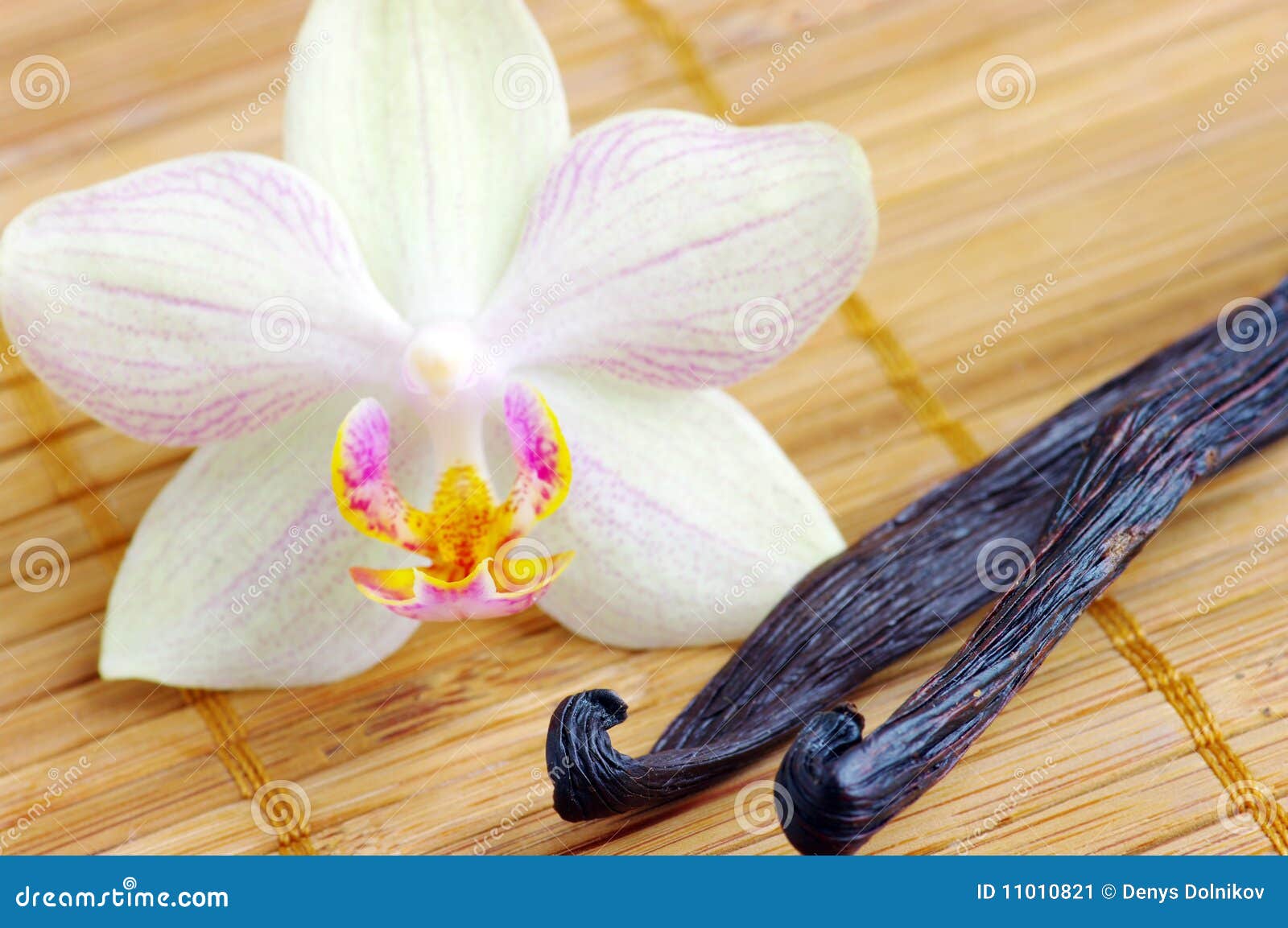 vanilla bean orchid for sale vanilla bean orchid for sale