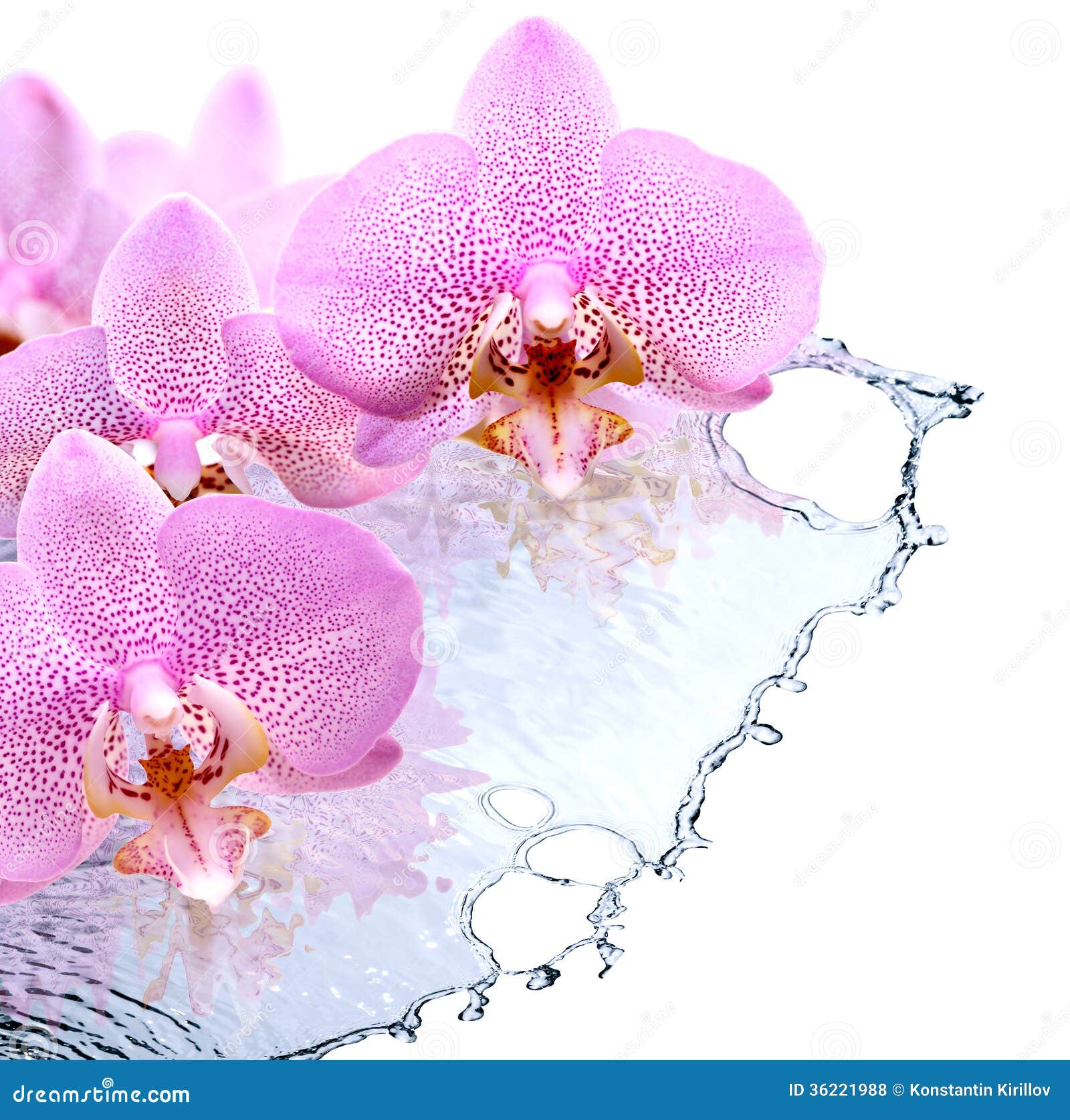 Orchid and Water stock photo. Image of beauty, spring - 36221988