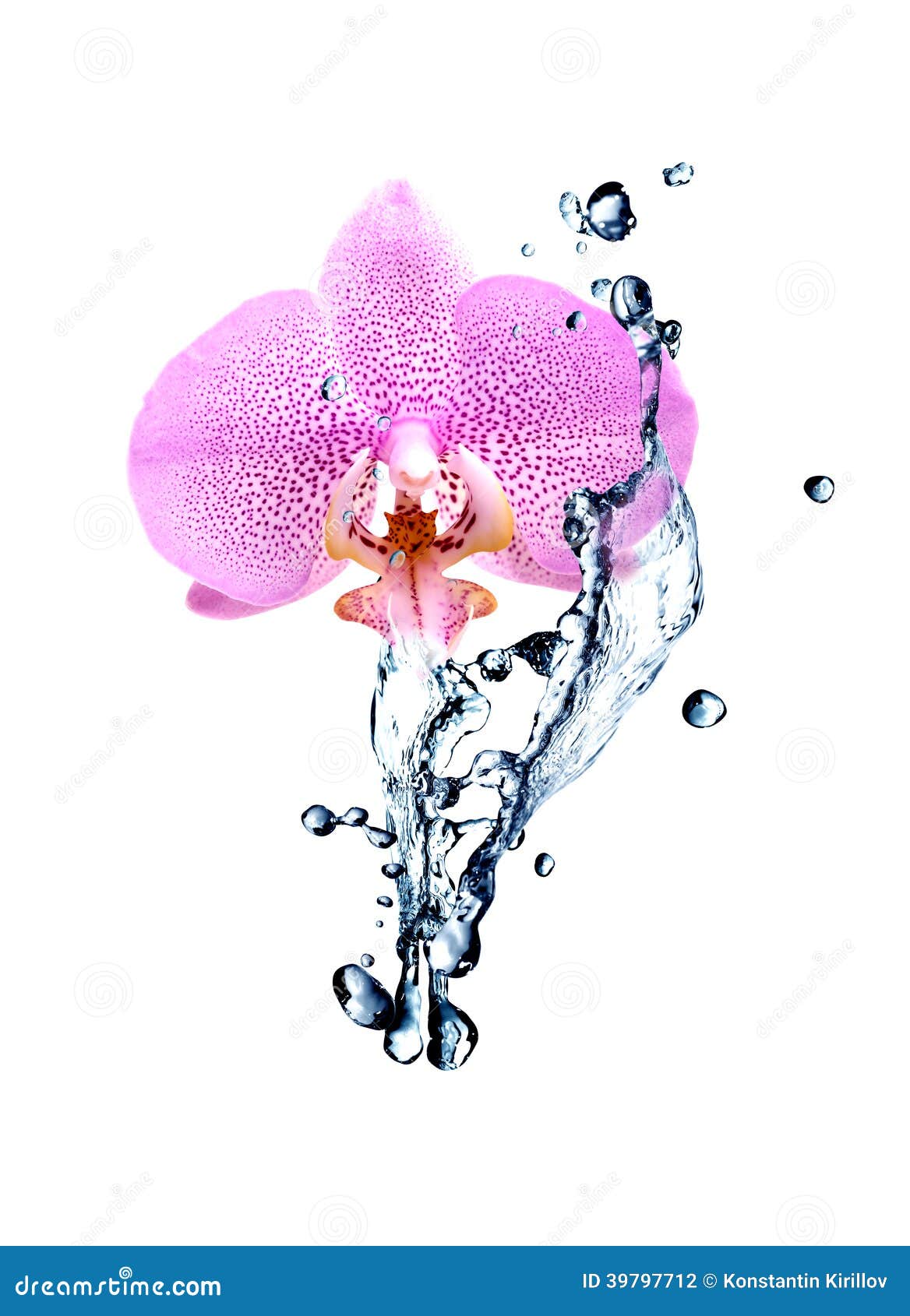 Orchid and Water stock photo. Image of spring, flowering - 39797712