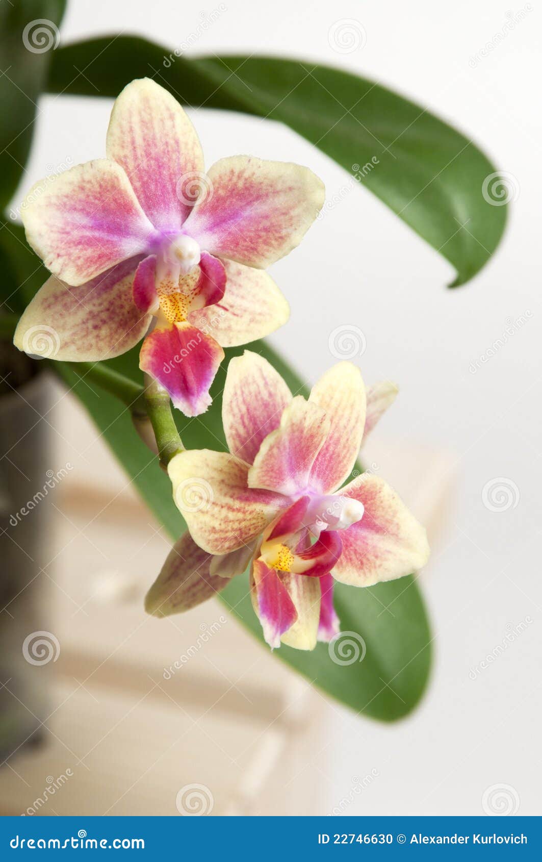 Orchid λουλουδιών phalaenopsis. Orchid λουλουδιών πεταλούδων ανασκόπησης ελαφρύ phalaenopsis