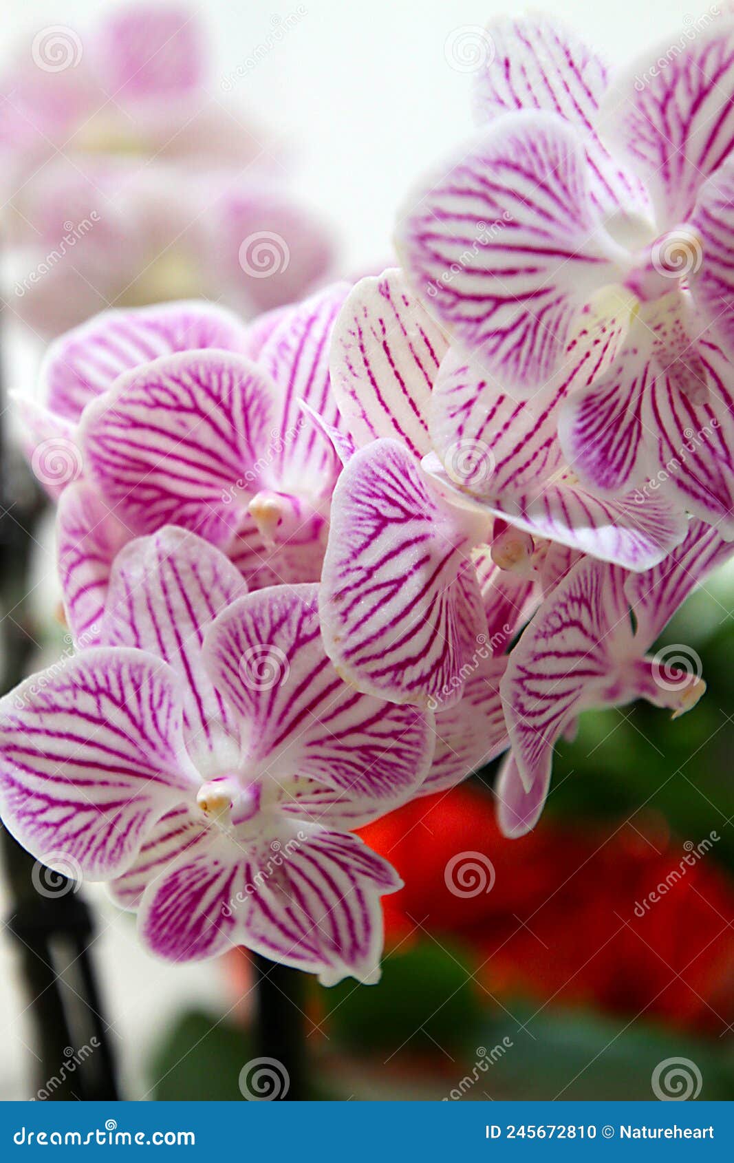 white with fuscia stripes orchid flower blossoms - orchidaceae
