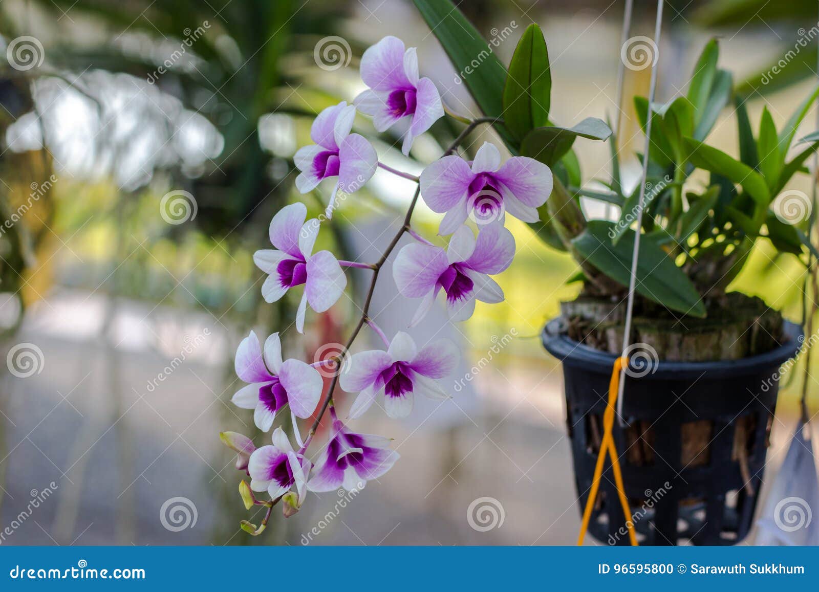Orchidaceae , Orchid Flower in the Garden , Nature Background or Wallpaper  Stock Photo - Image of oriental, beauty: 96595800