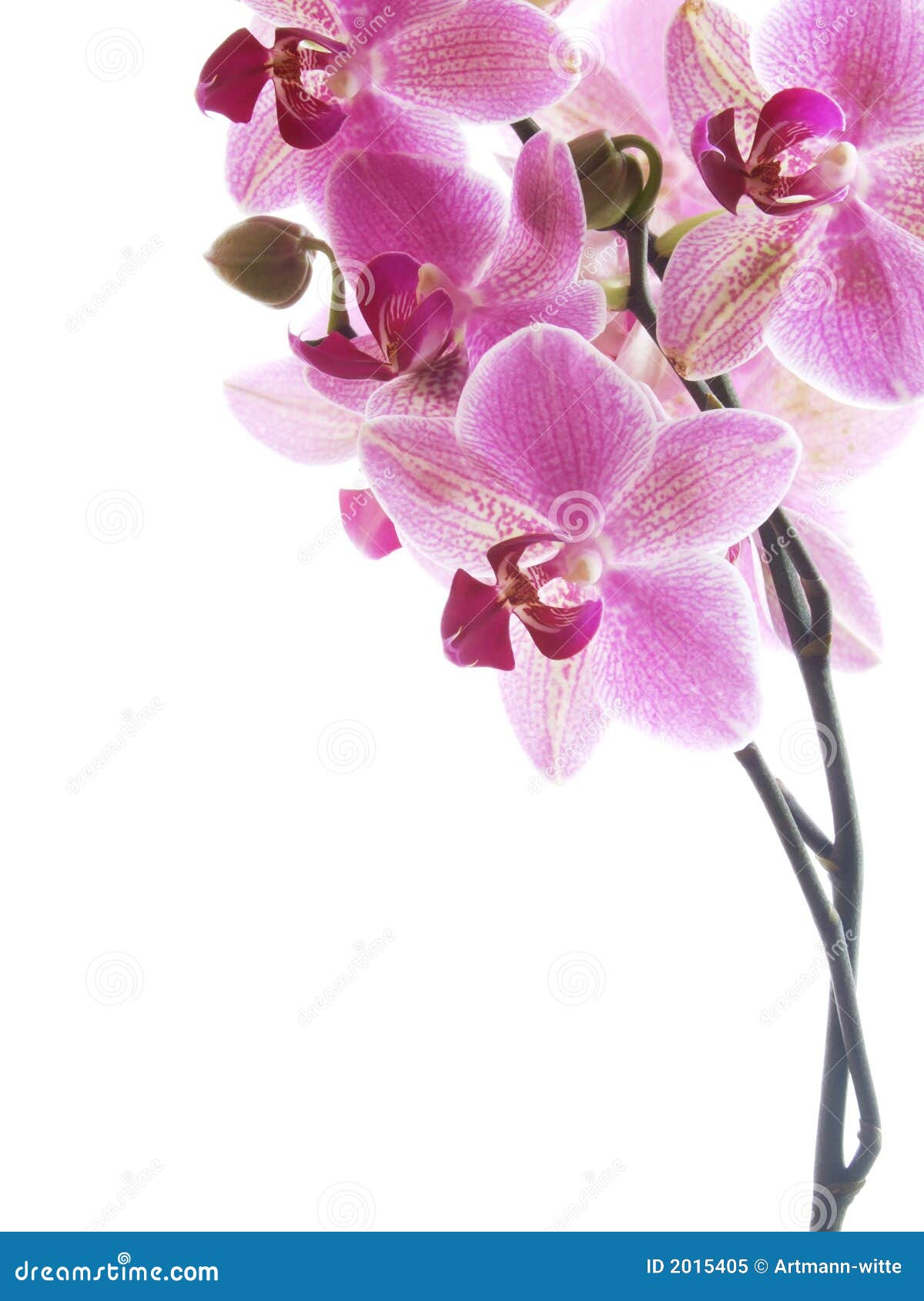 Orchidée Rose Photo libre de droits Image 2015405