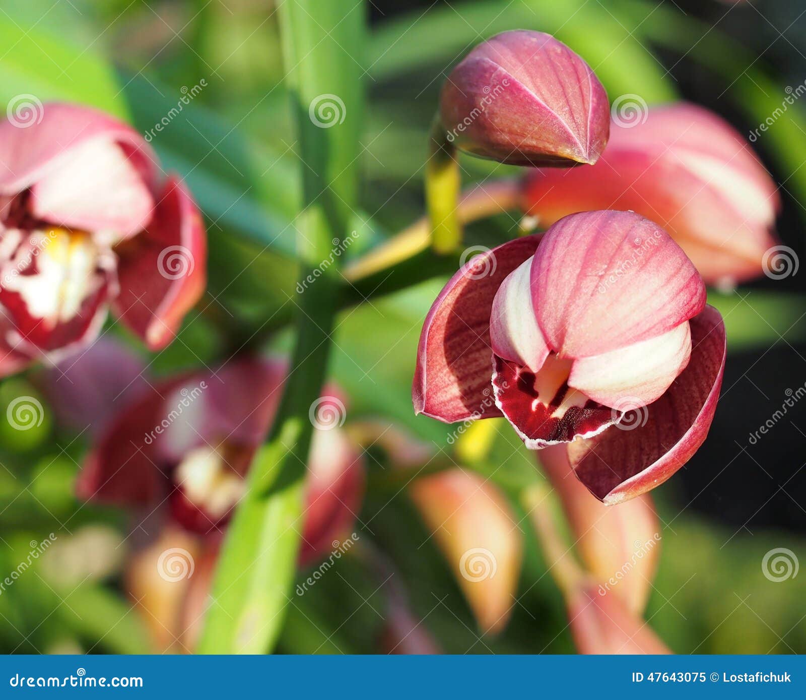 Orchidea Bianca Dopo Fioritura Orchidea Bianca Dopo Fioritura