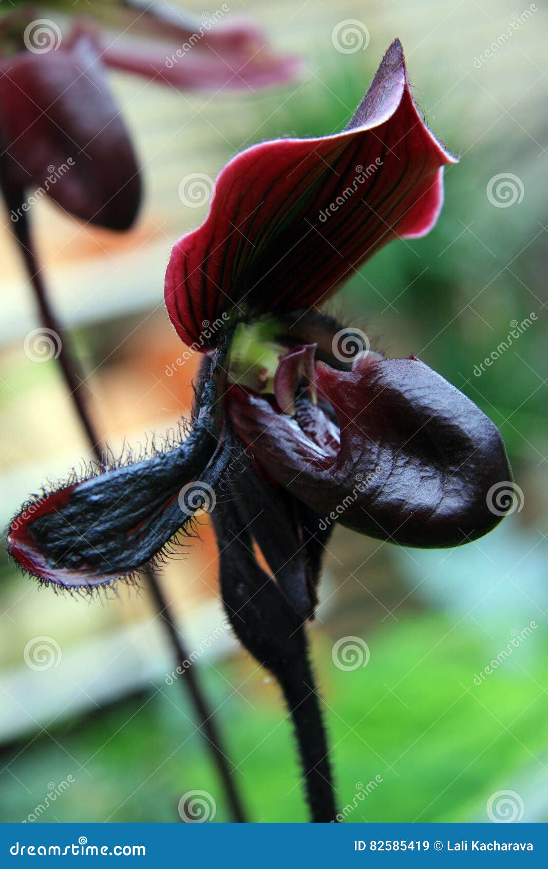 Orchidea nera immagine stock. Immagine di nero, fiori - 82585419