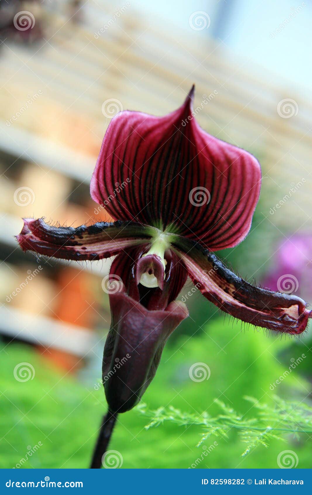Orchidea nera fotografia stock. Immagine di petali, fiore - 82598282