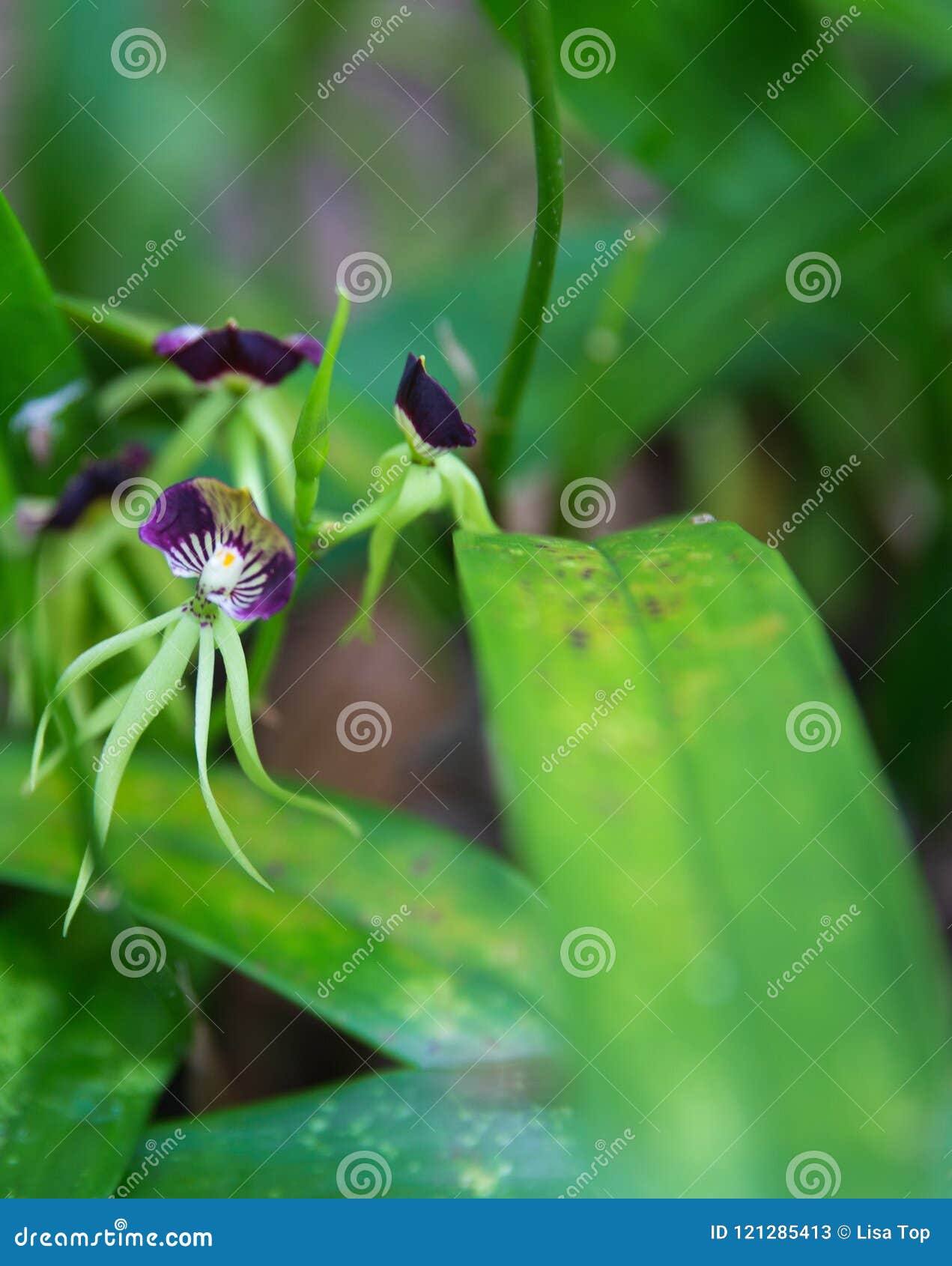 Orchidea Nera, Il Fiore Nazionale Di Belize Immagine Stock - Immagine di  pioggia, centrale: 121285413