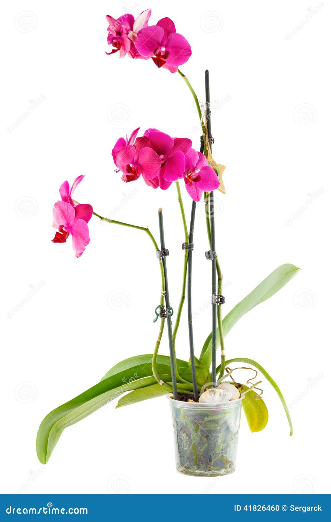Orchidea Porpora Fiore Della Stanza In Vaso Da Fiori ...