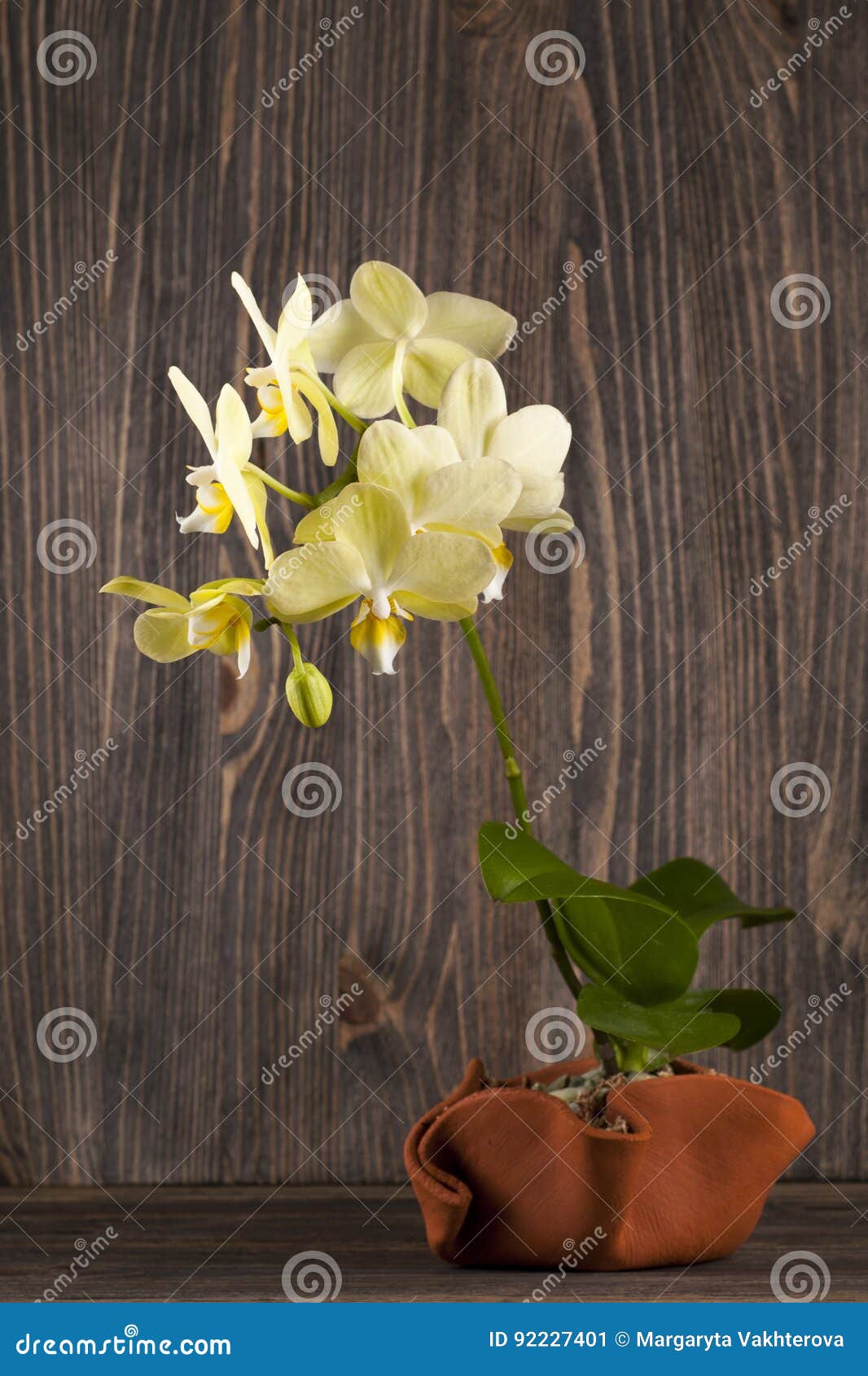 Orchidee in kleipot over een houten achtergrond