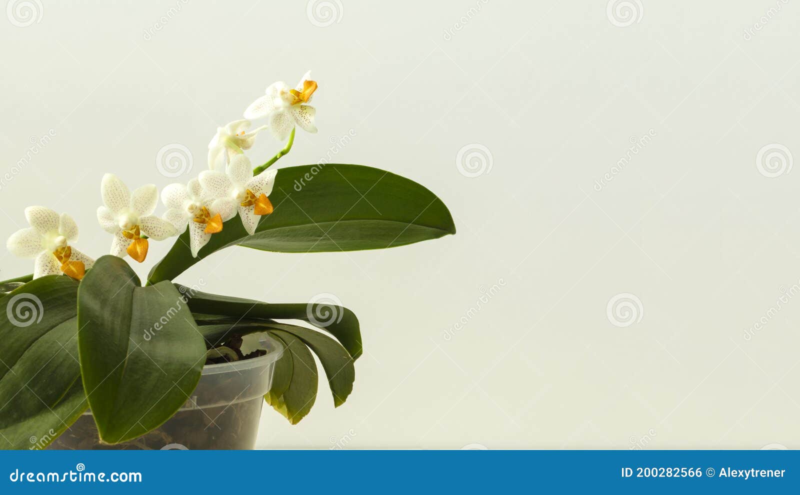 Orchidee Phalaenopsis Hybrider Mini Mark Maria Teresa Stockfoto - Bild von  dunkel, nave: 200282566