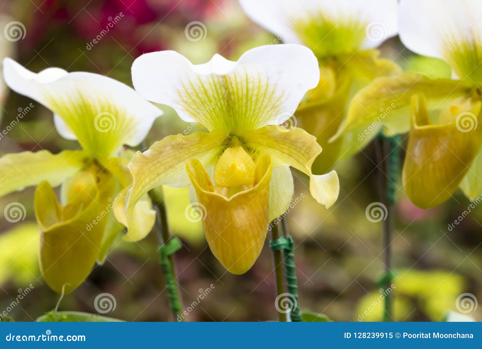 Orchidee schön in der Natur. Schöner Hintergrund, Licht und Farbe können an der Arbeit angewendet werden