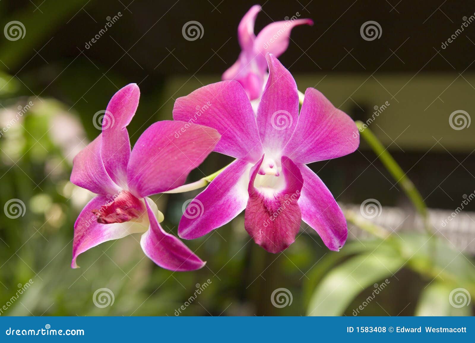 Sluit omhoog beeld van tropische Orchideeën Thailand