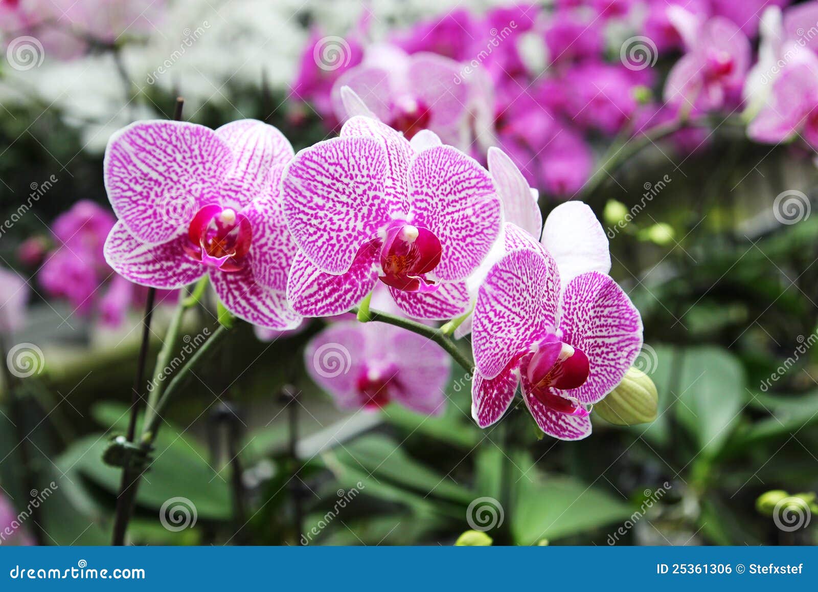 orchids