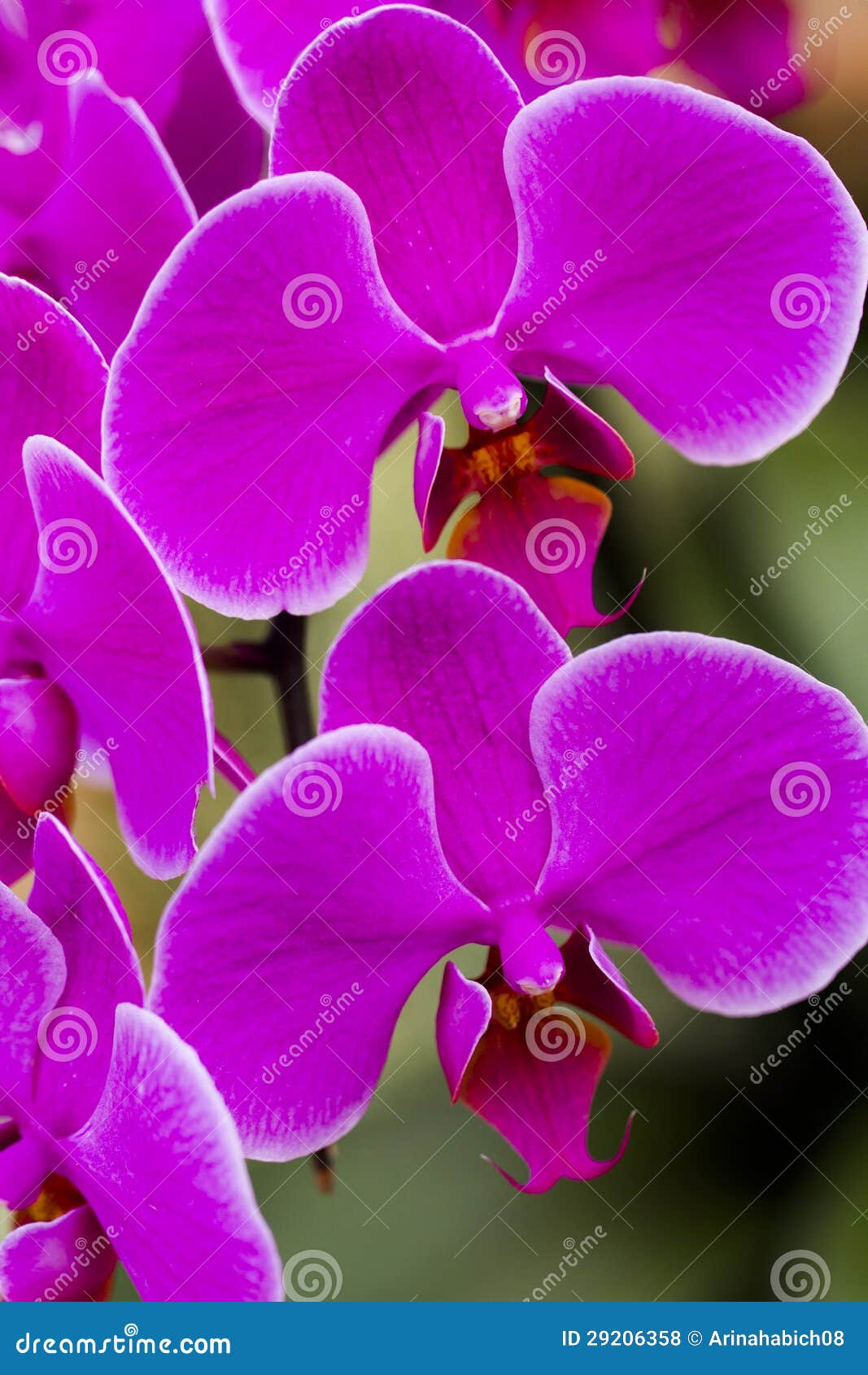 Orchids stock photo. Image of close, perennial, resupinate 29206358