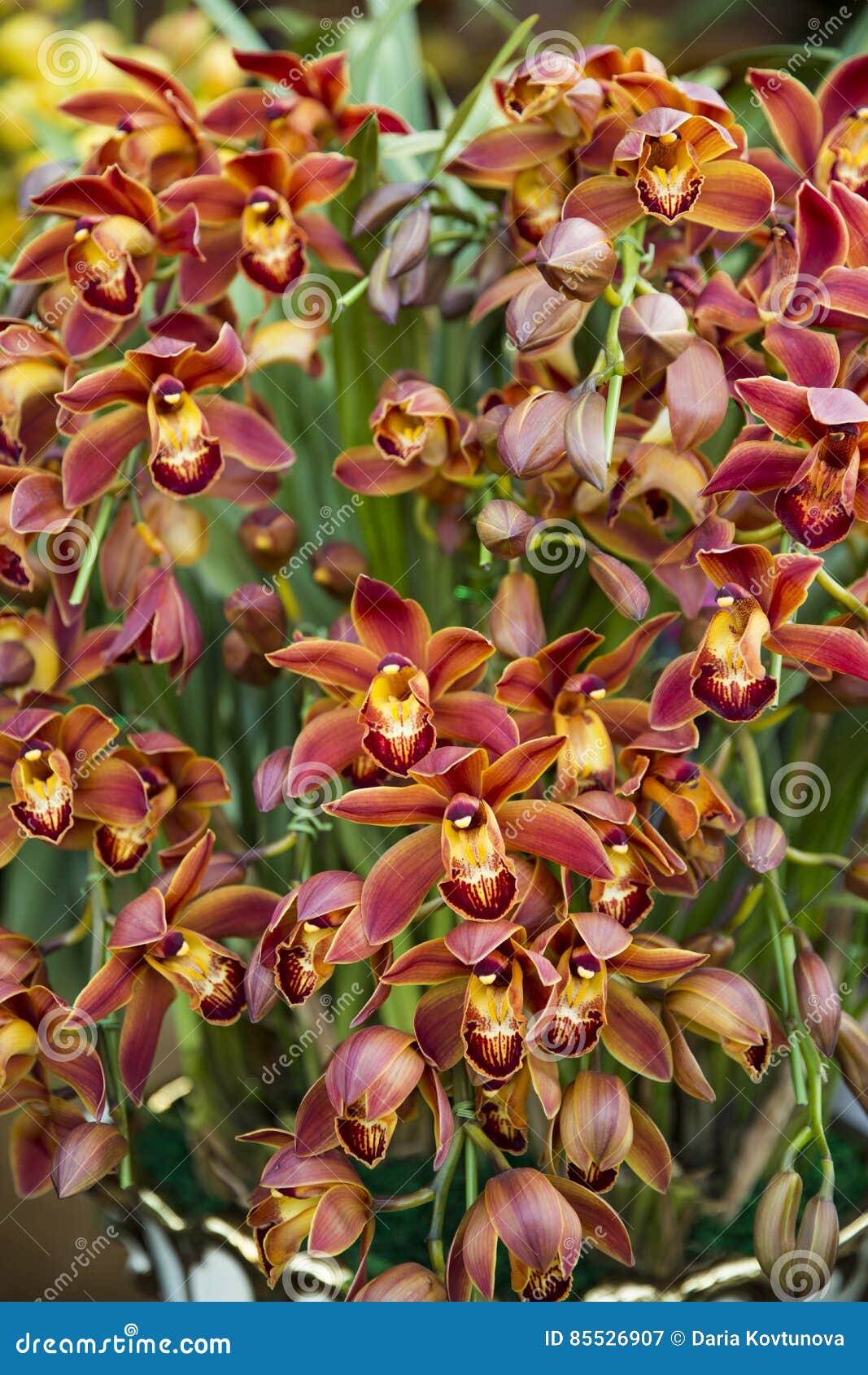 Orchids blossom stock image. Image of gentle, garden 85526907