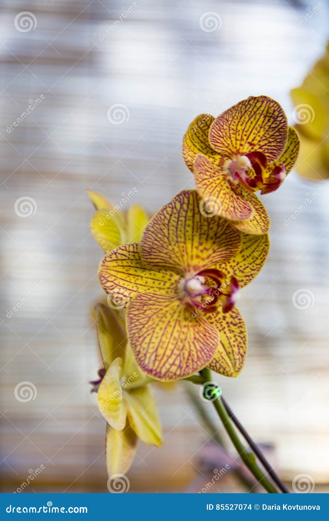 Orchids blossom stock photo. Image of calm, luxury, garden 85527074