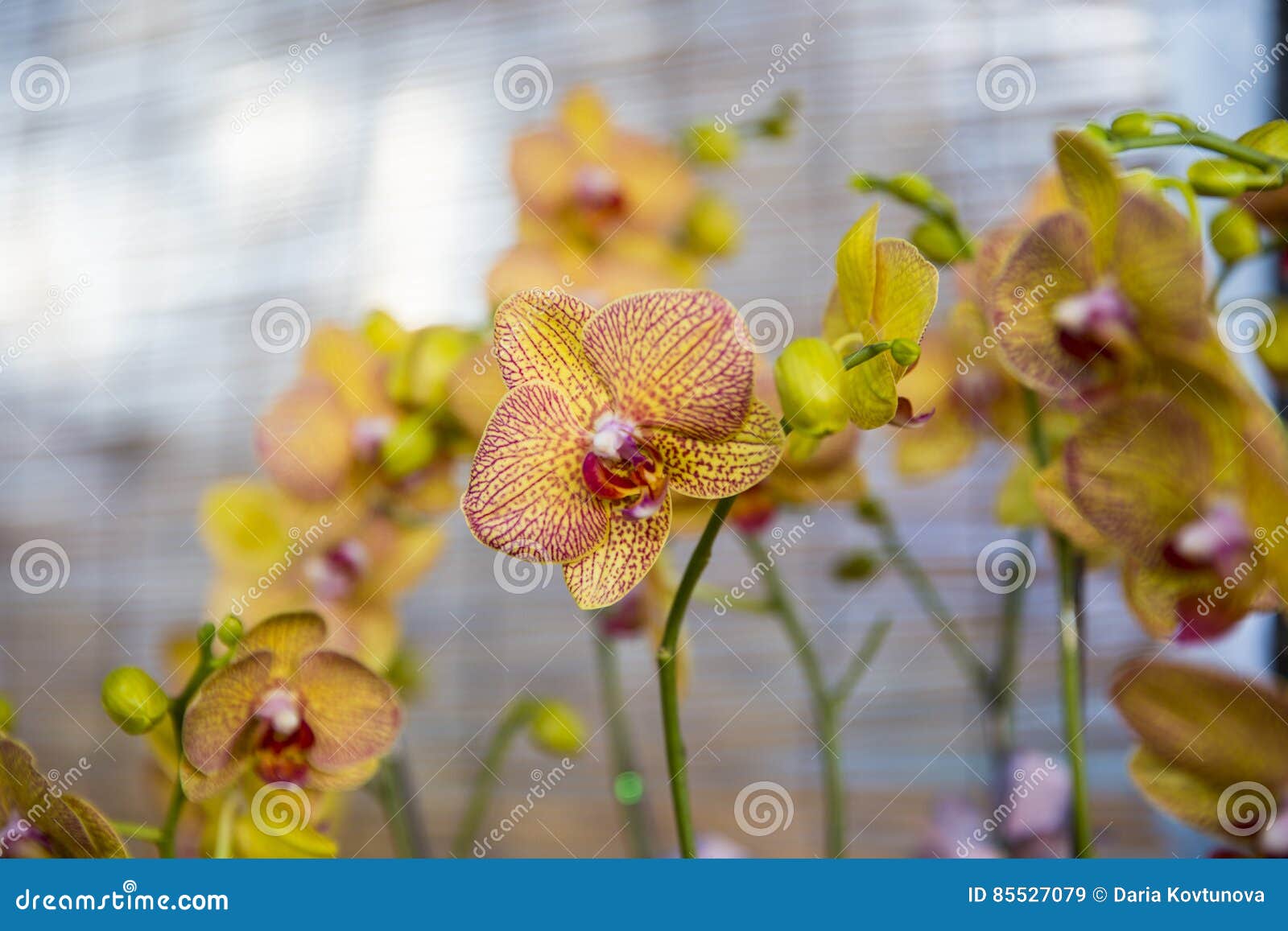 Orchids blossom stock image. Image of blossom, 85527079