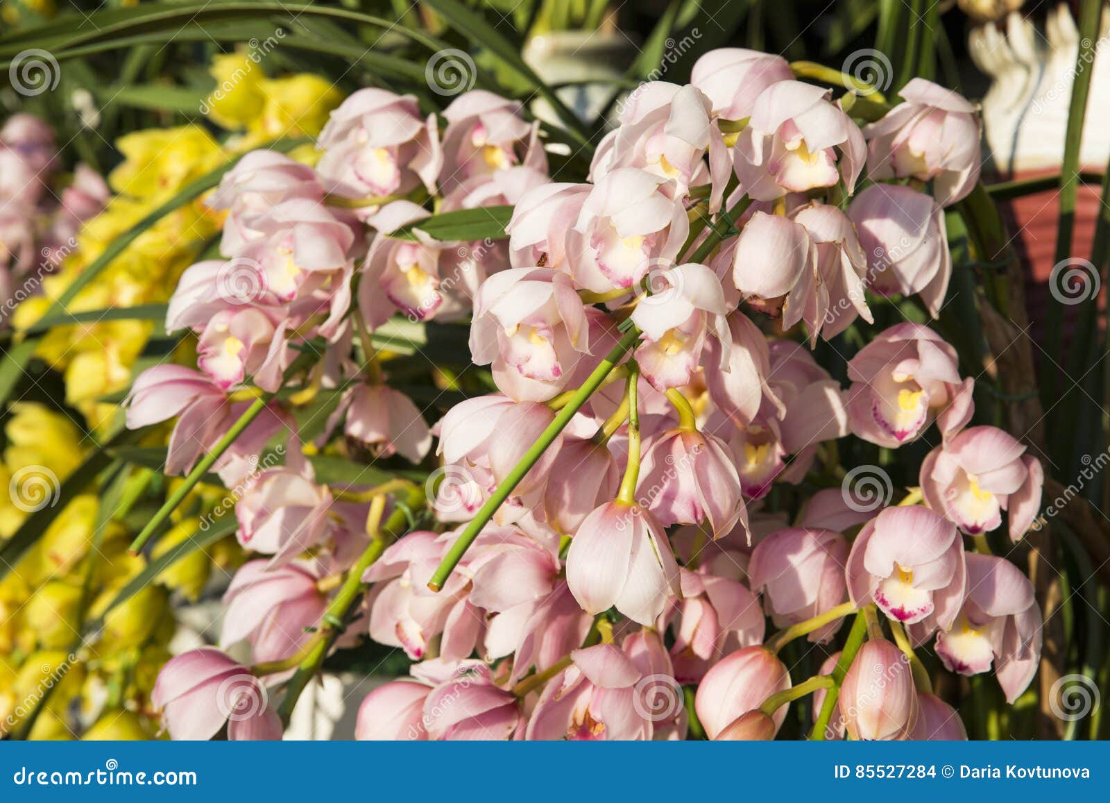 Orchids blossom stock photo. Image of blossom, bloom 85527284