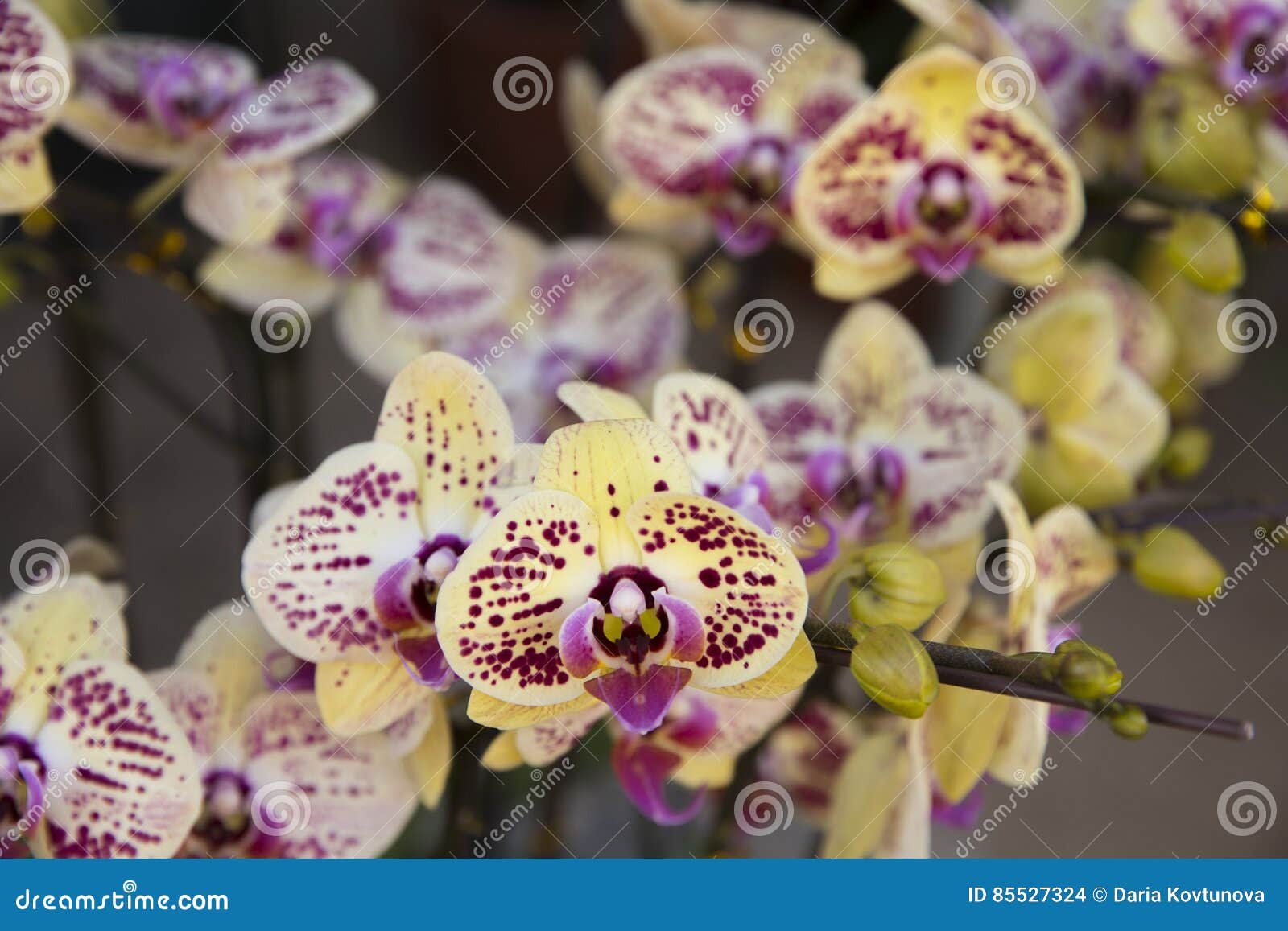 Orchids blossom stock photo. Image of aromatherapy 85527324