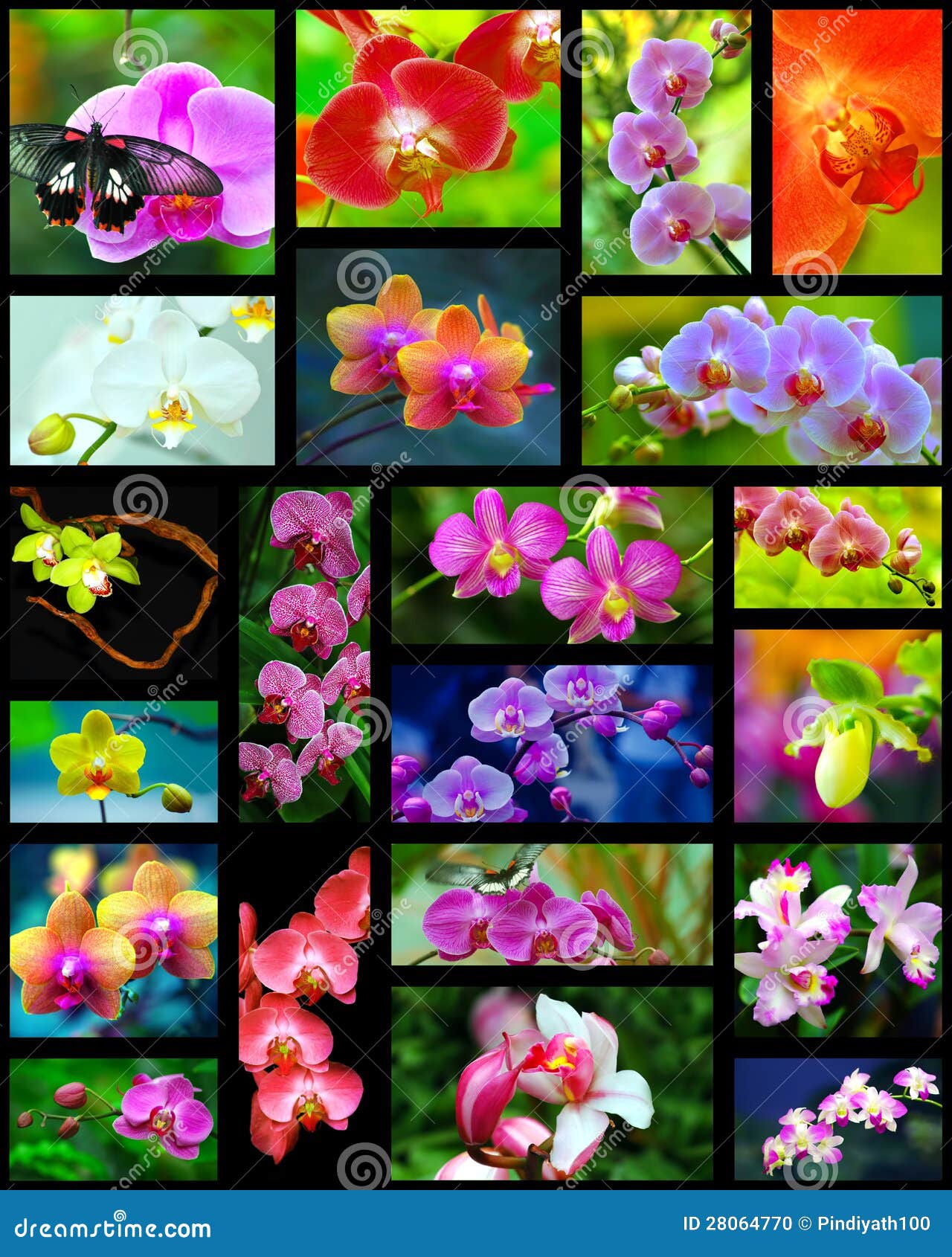 orchids collage