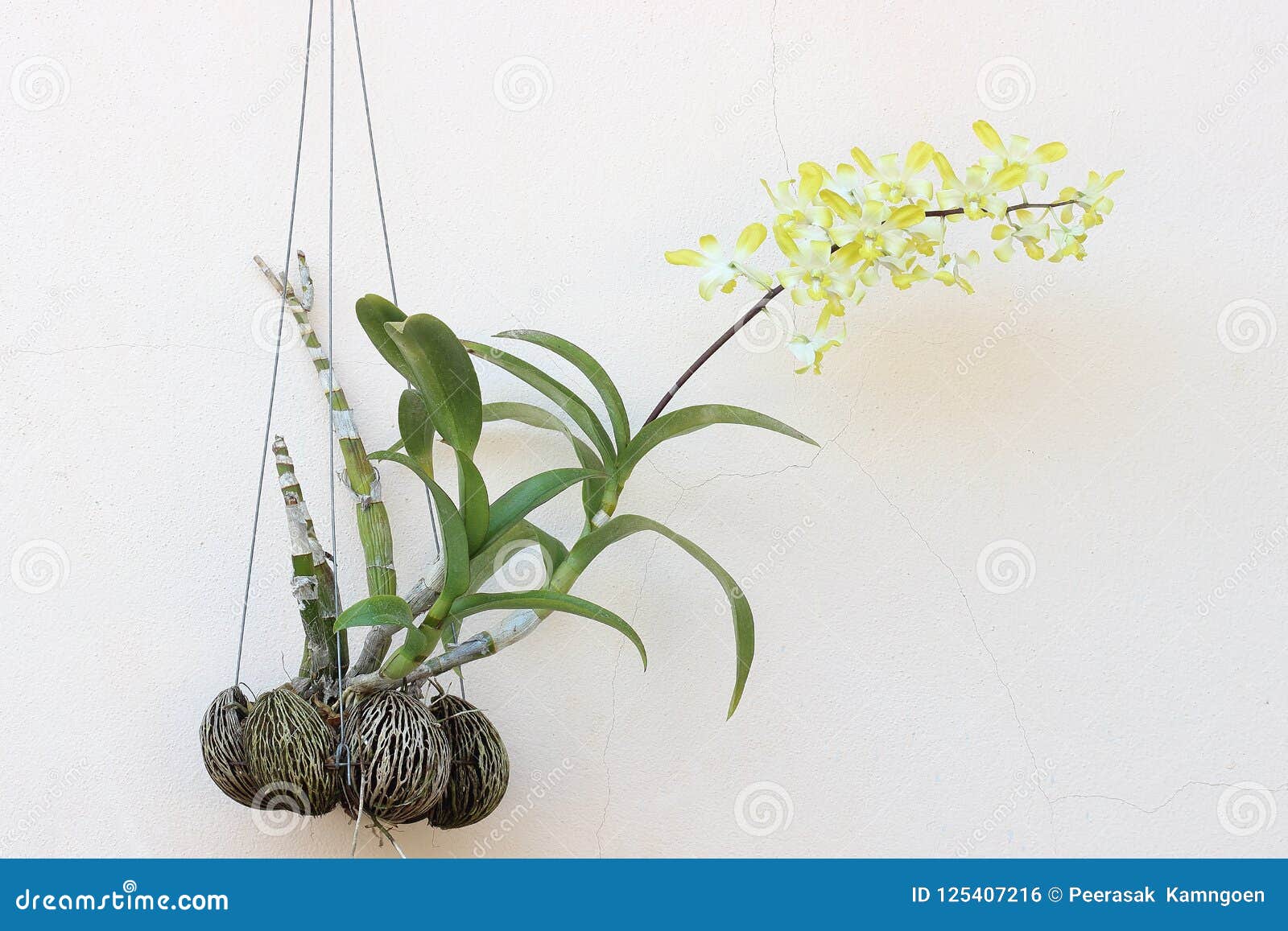 Orchids Flower Hanging on White Wall Stock Photo Image of pattern, decorative 125407216