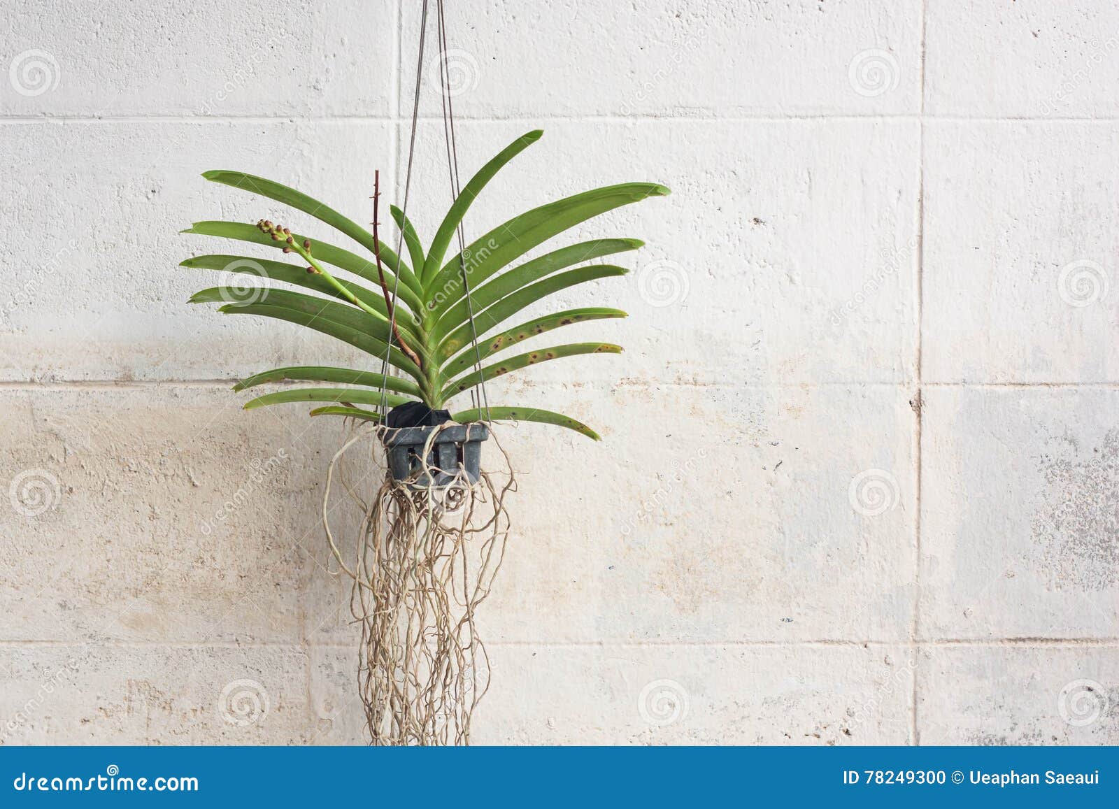 Orchids Grown in Plastic Pots Hanging on the Walls. Stock Photo Image of concrete, garden
