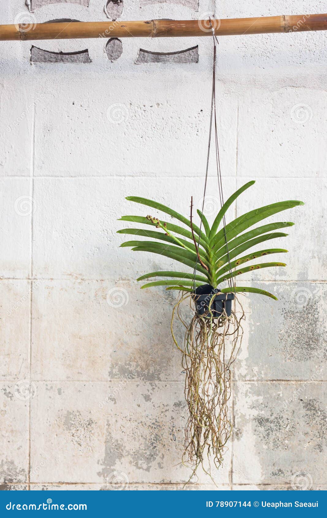 Orchids Grown in Plastic Pots Hanging on the Walls. Stock Photo Image of aqua, concrete 78907144