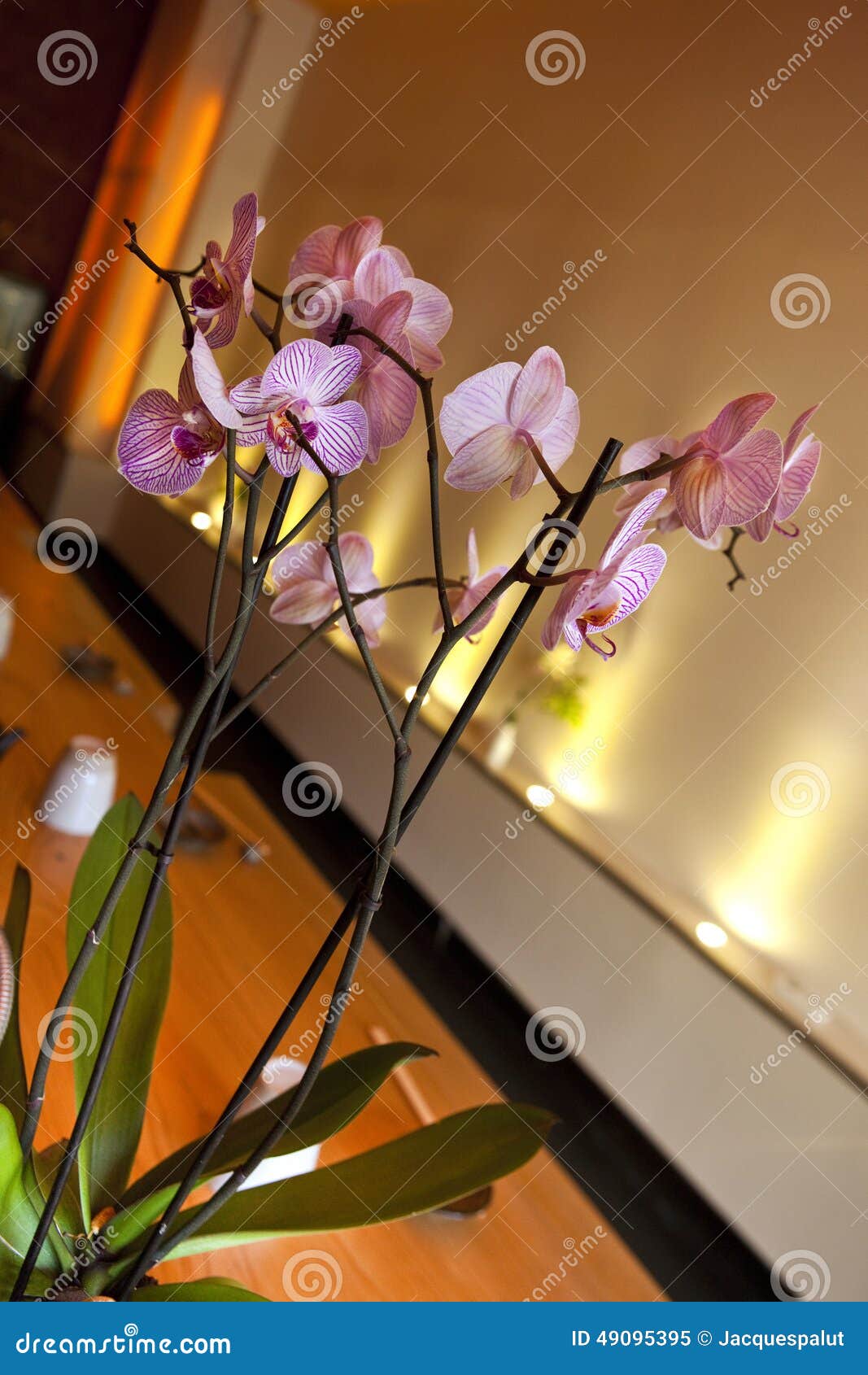 Orchids stock image. Image of decorative, natural, pleasant 49095395