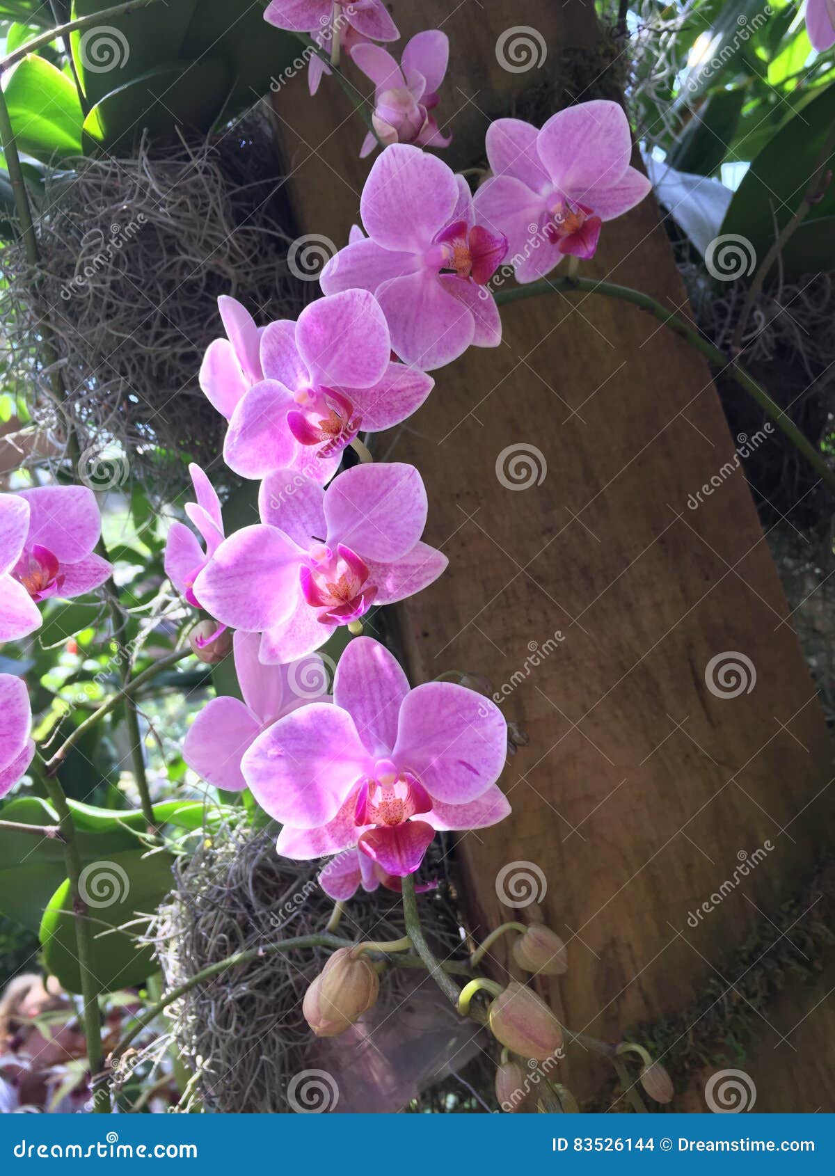 Orchids stock photo. Image of organic, blue, shore, orchids - 83526144