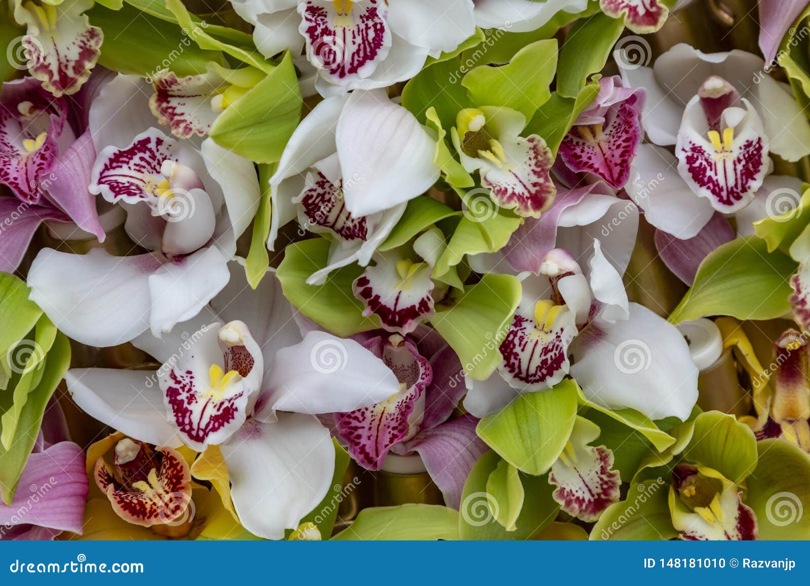 Orchids Petals Pattern stock photo. Image of closeup 148181010