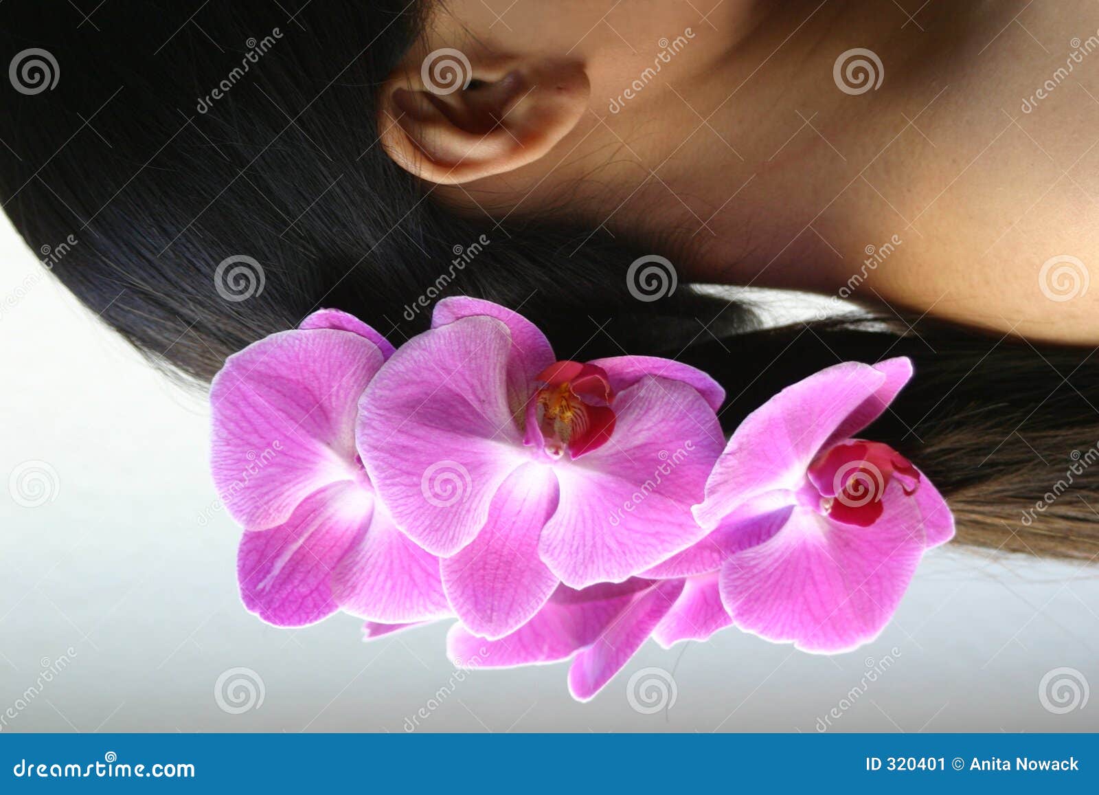 orchids and ponytail