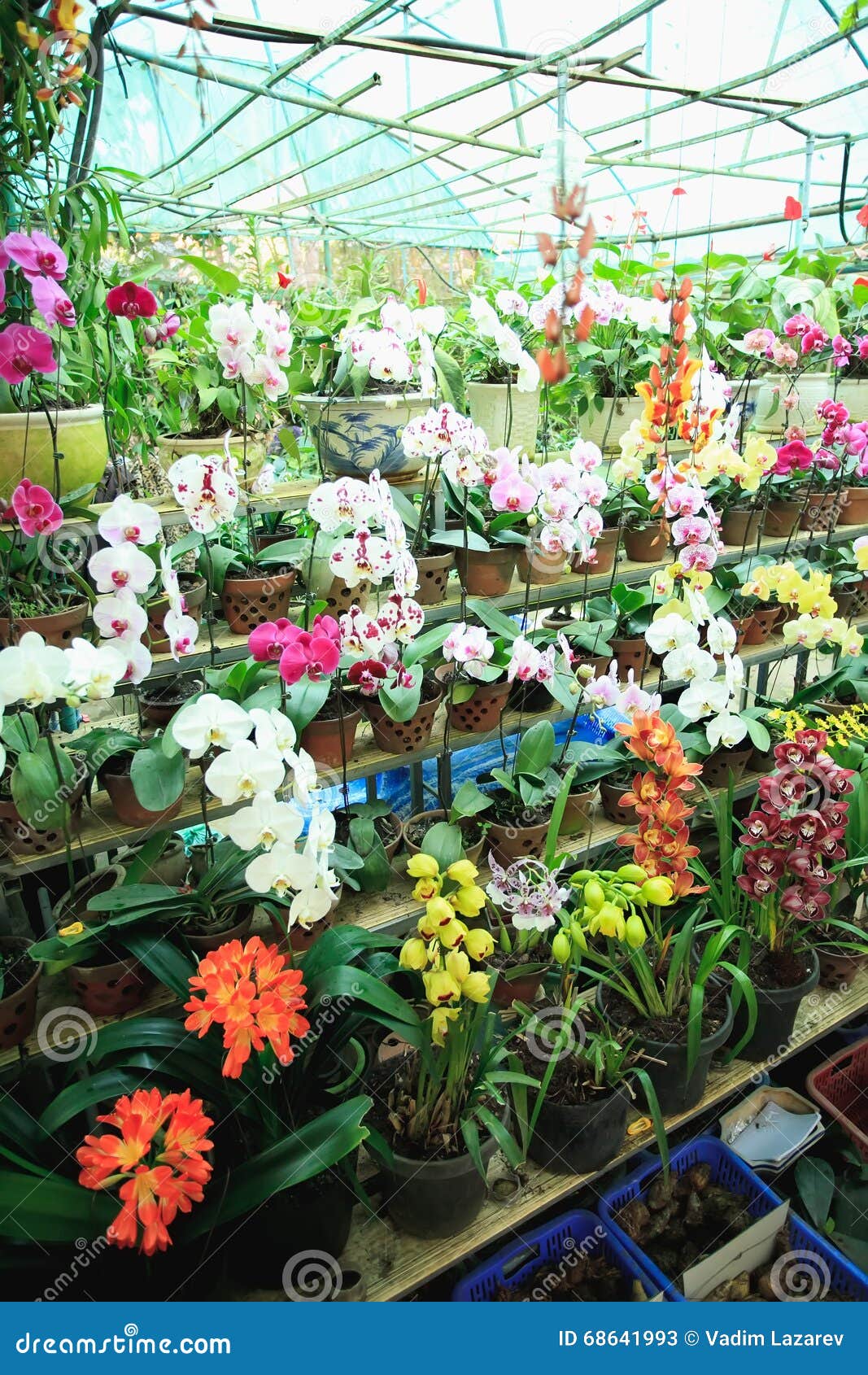 Orchids in pots on a shelf stock image. Image of orange 68641993