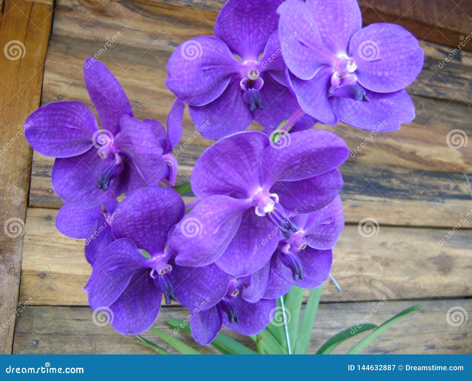 orchids predominantly violet