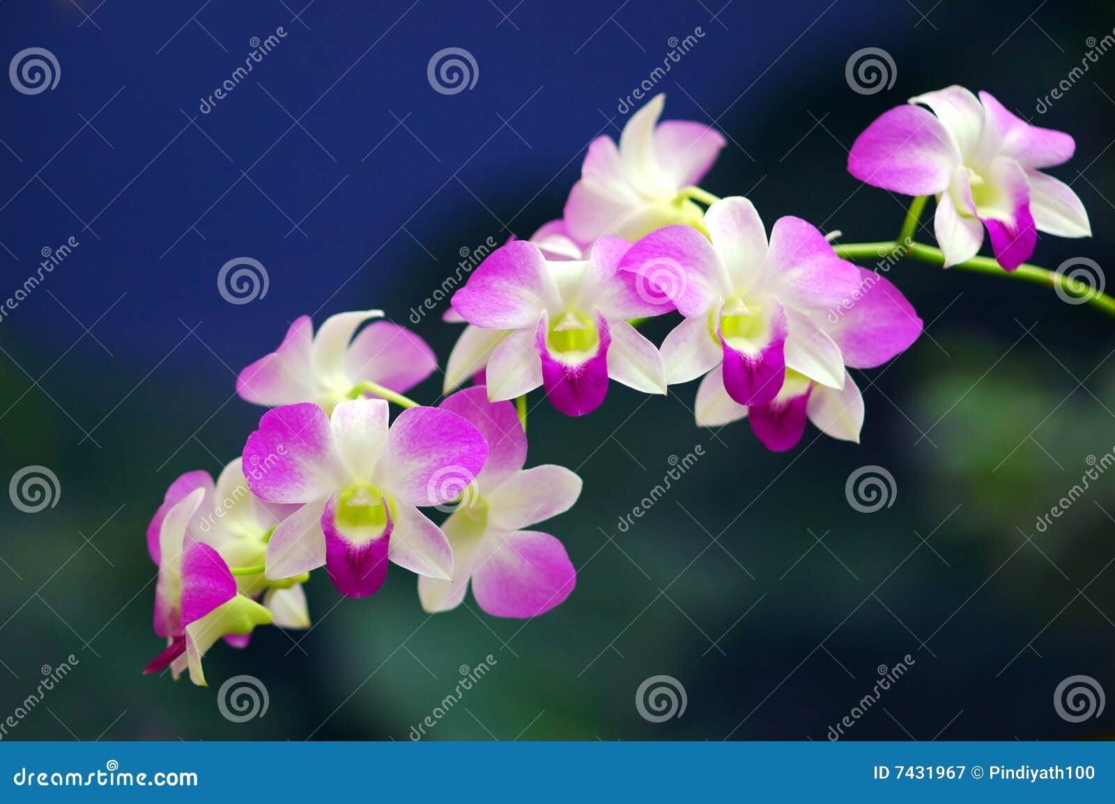 orchids sonata
